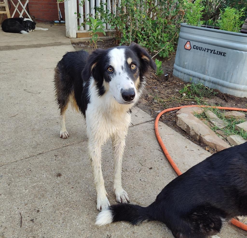 Gem, a Adoptable Border Collie in The Woodlands, TX image 3/6
