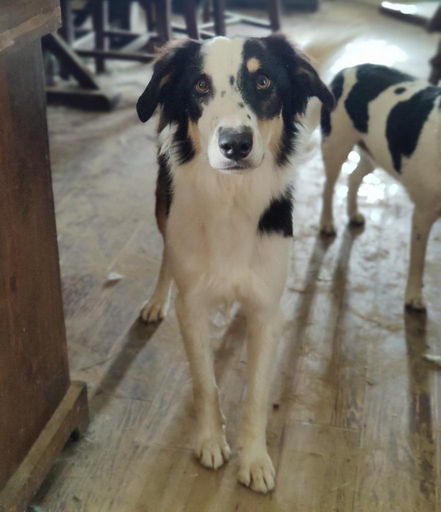 Gem, a Adoptable Border Collie in The Woodlands, TX image 5/6