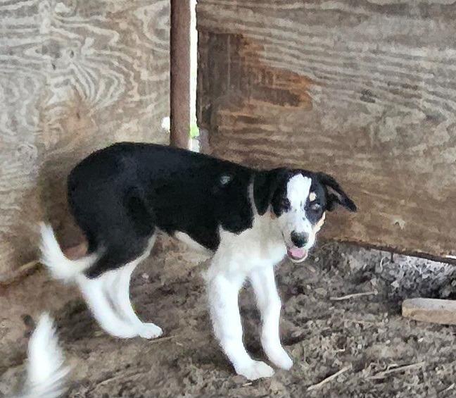 Enlarge Gem, a Adoptable Border Collie in The Woodlands, TX image 3/6