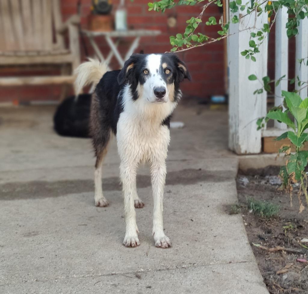 Enlarge Gem, a Adoptable Border Collie in The Woodlands, TX image 5/6