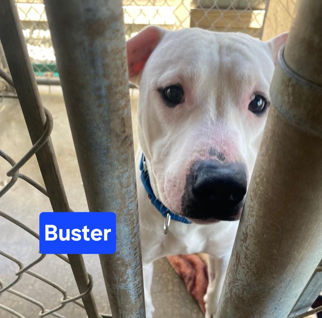 Buster, a ADOPTABLE mixed breed in Clinton, MO image 2/2