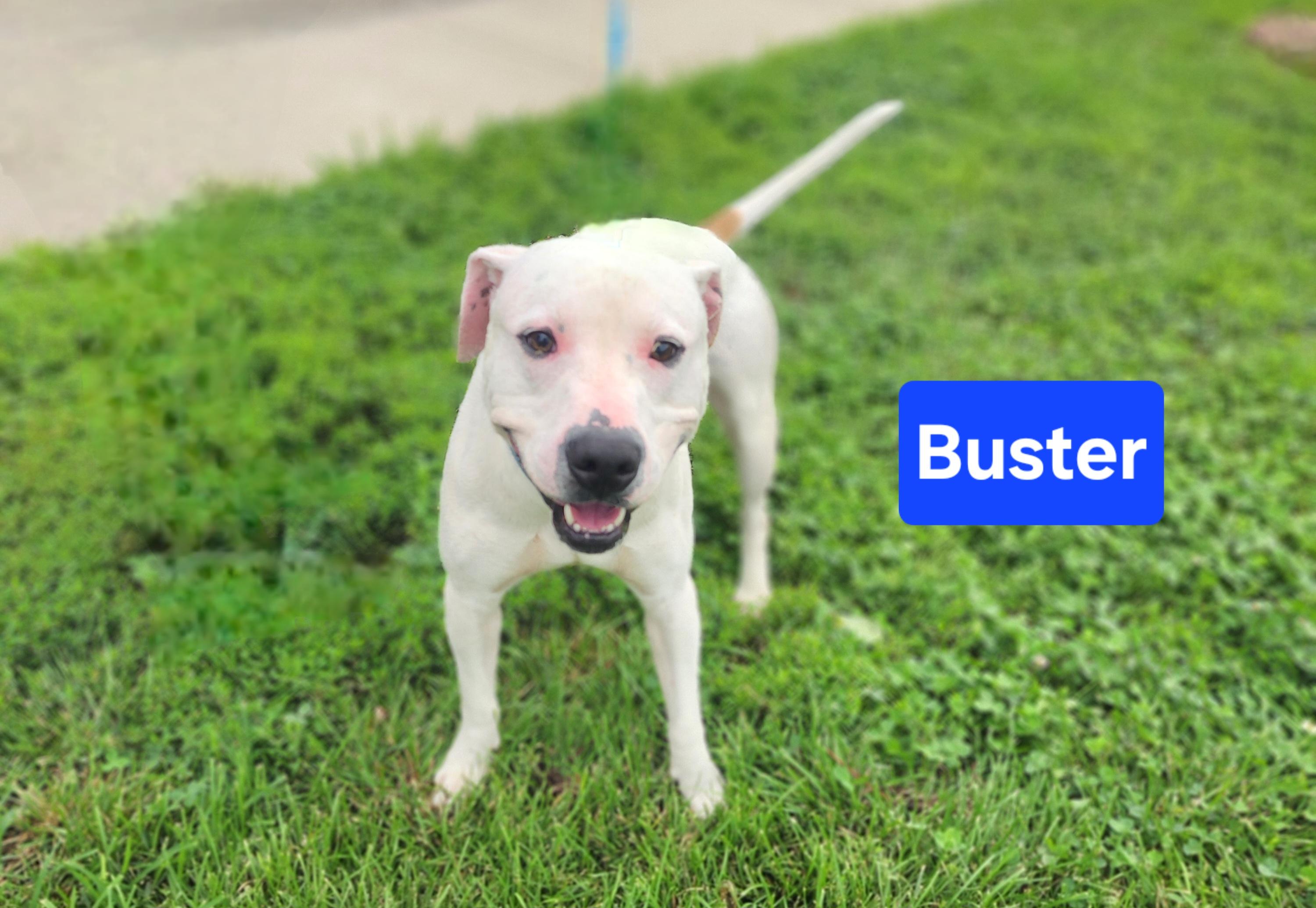 Buster, ADOPTABLE, Young Male Hound.
