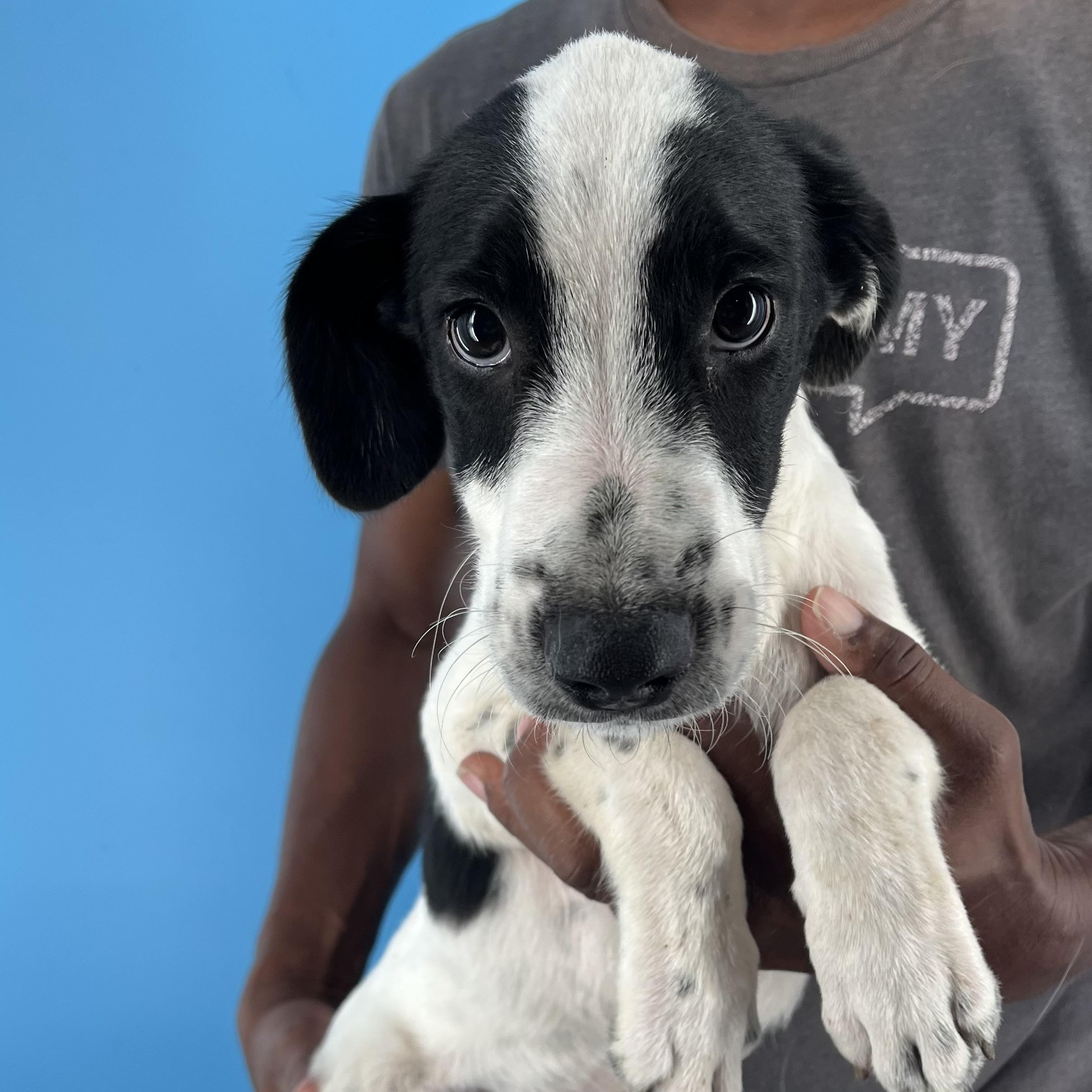 Yates  Local Oct thumbnail 5