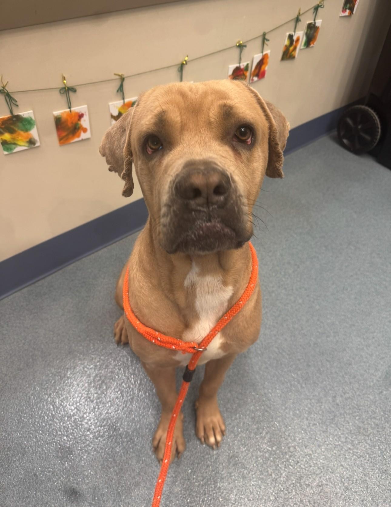 Jupiter Tag #1808, Adoptable, Young Male Cane Corso.