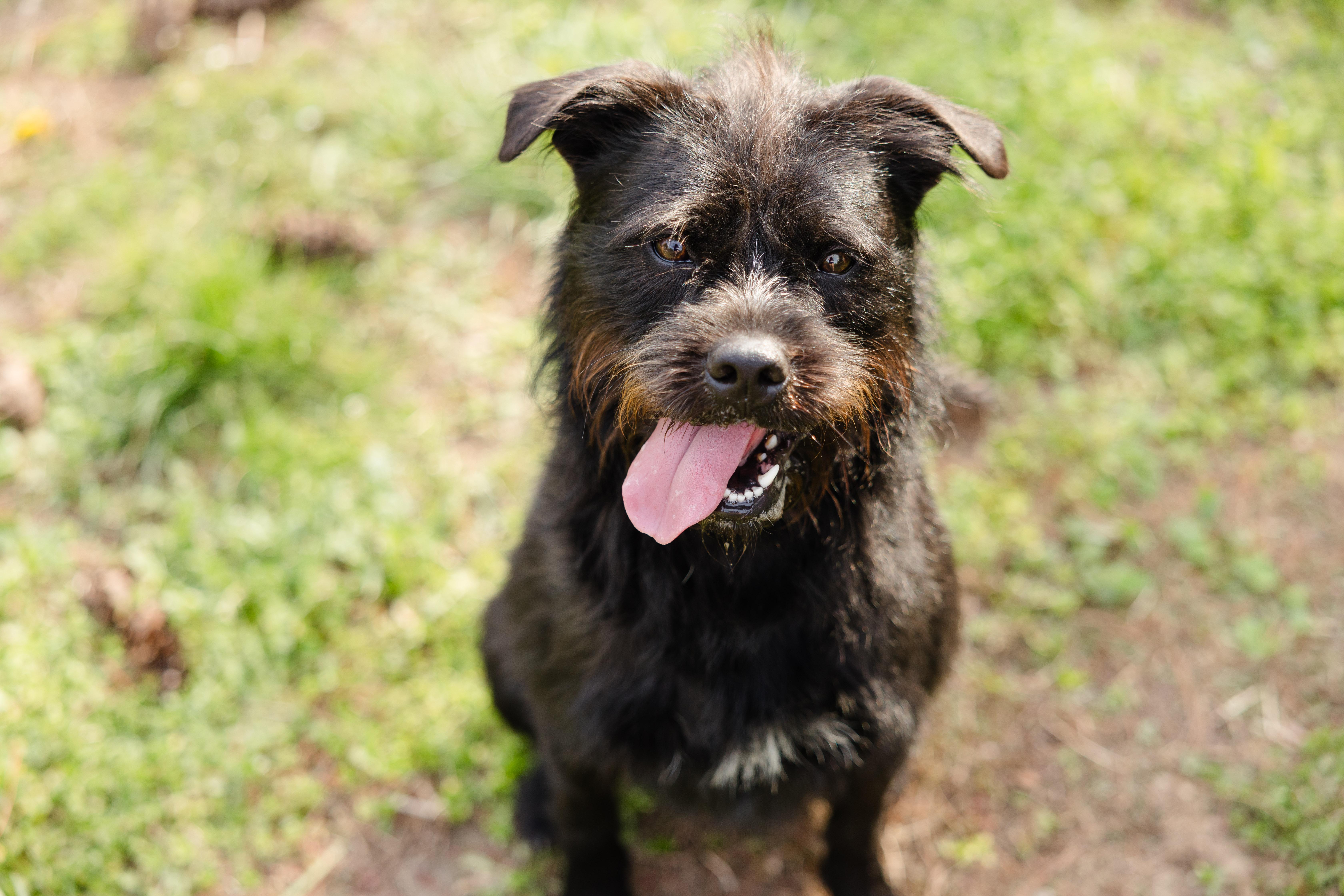 Slade, ADOPTABLE, Adult Male Terrier.