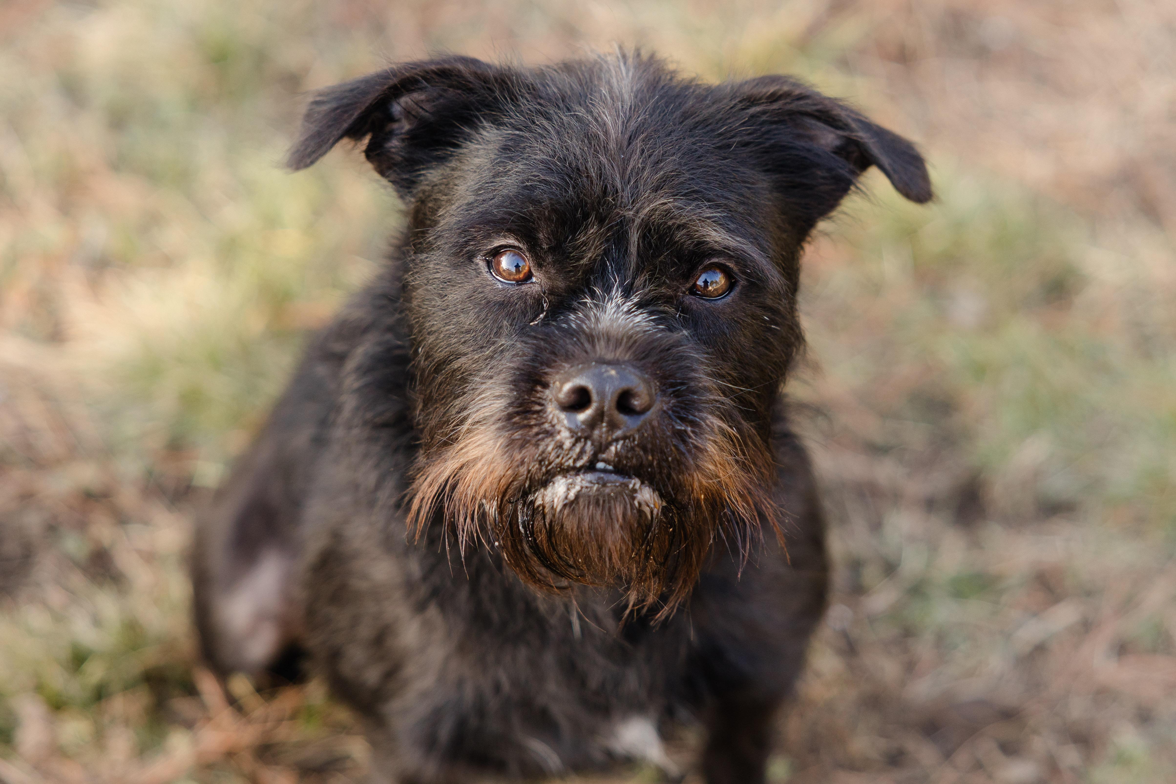 Enlarge Slade, a ADOPTABLE mixed breed in Newburgh, IN image 3/5