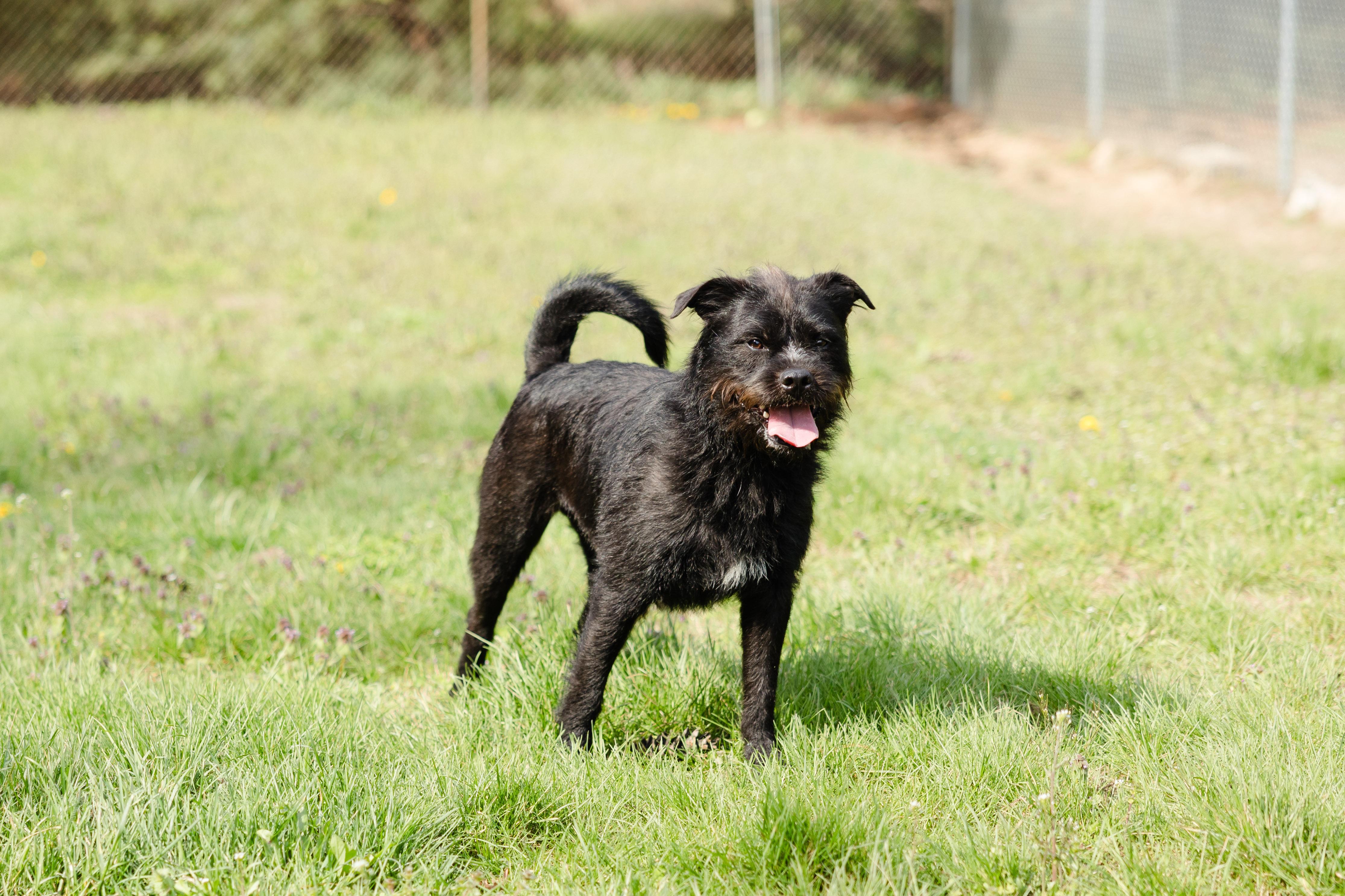 Enlarge Slade, a ADOPTABLE mixed breed in Newburgh, IN image 4/5