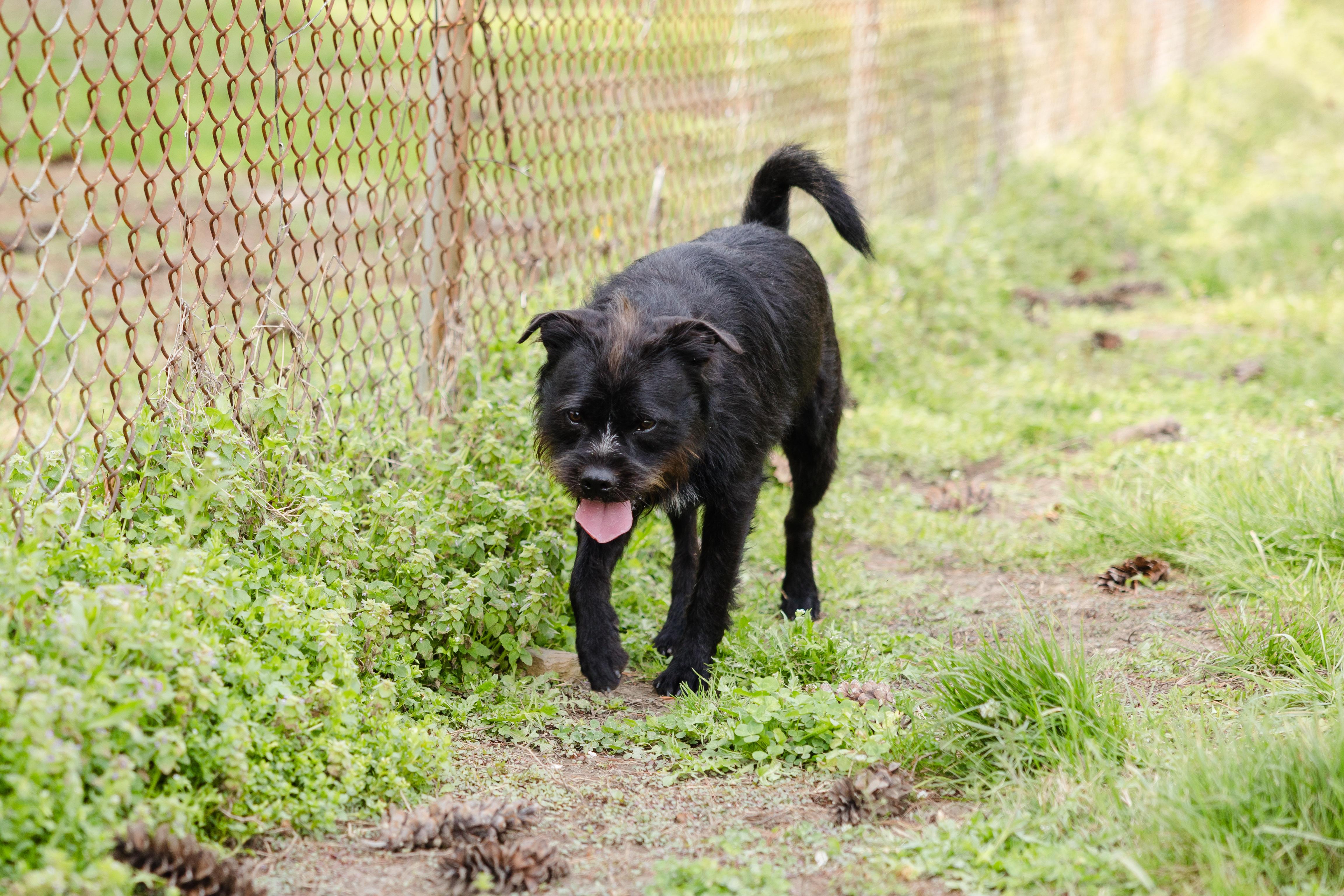 Enlarge Slade, a ADOPTABLE mixed breed in Newburgh, IN image 2/5