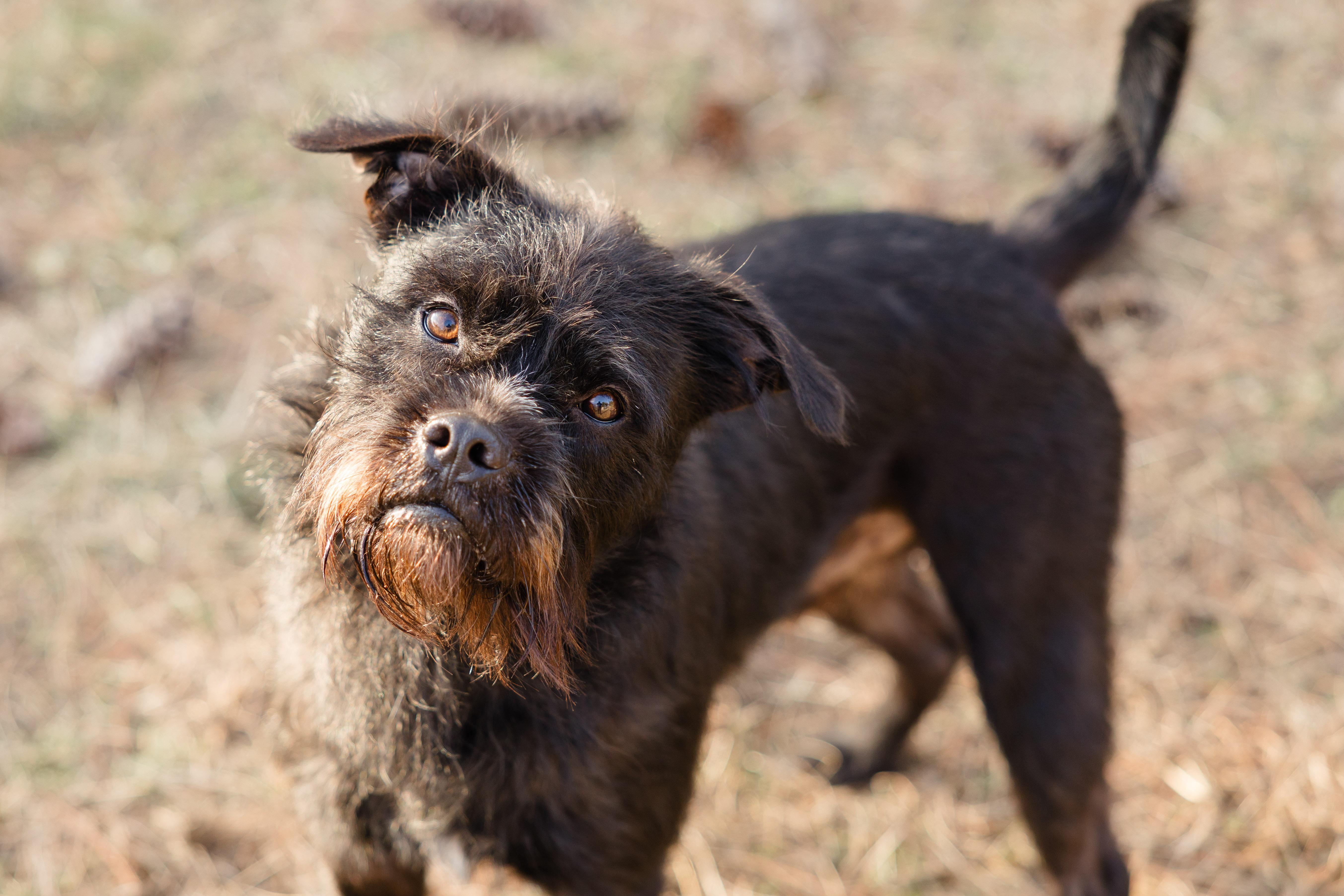 Enlarge Slade, a ADOPTABLE mixed breed in Newburgh, IN image 5/5