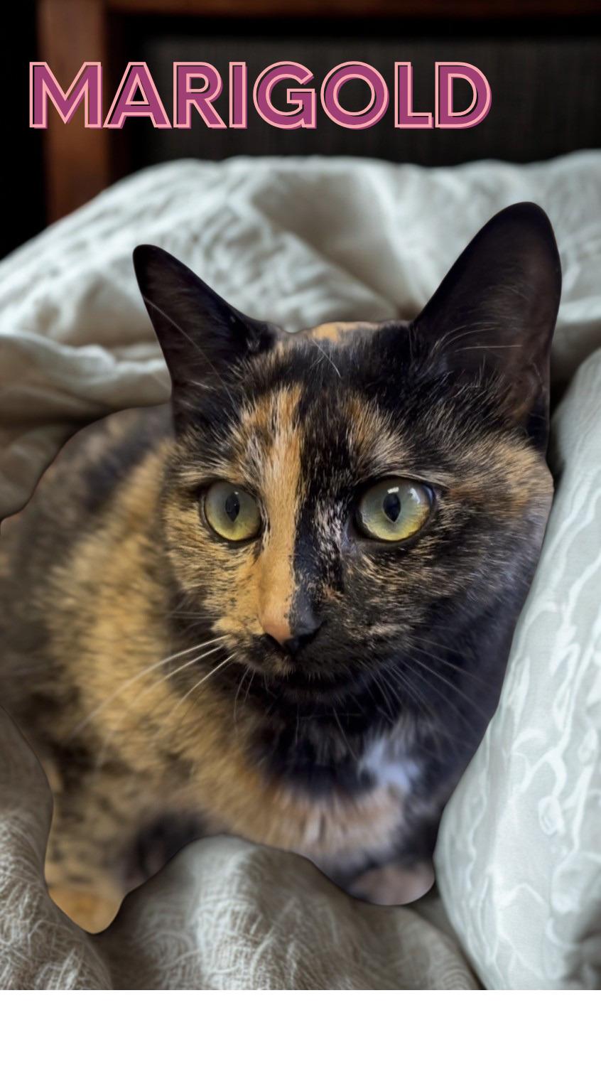 Enlarge Marigold, a ADOPTABLE Torbie in Orleans, VT image 1/1