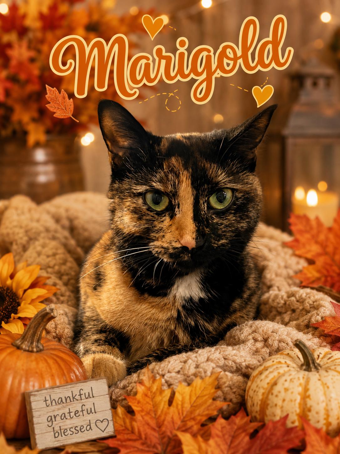 Marigold, ADOPTABLE, Young Female Torbie.