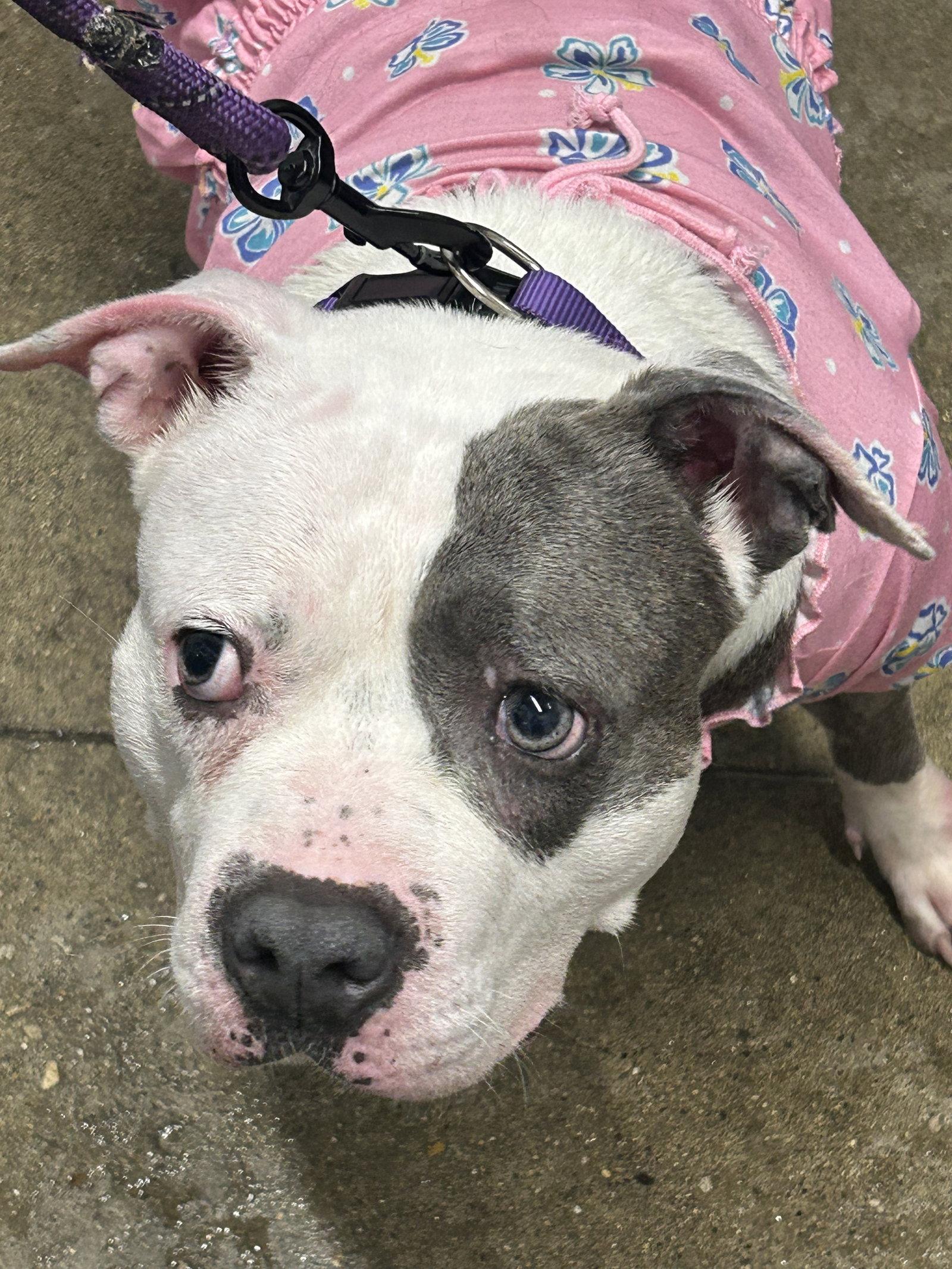 Piglette, Adoptable, Young Female Mixed Breed.
