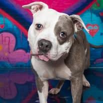 Enlarge Piglette, a Adoptable Mixed Breed in Cincinnati, OH image 2/3