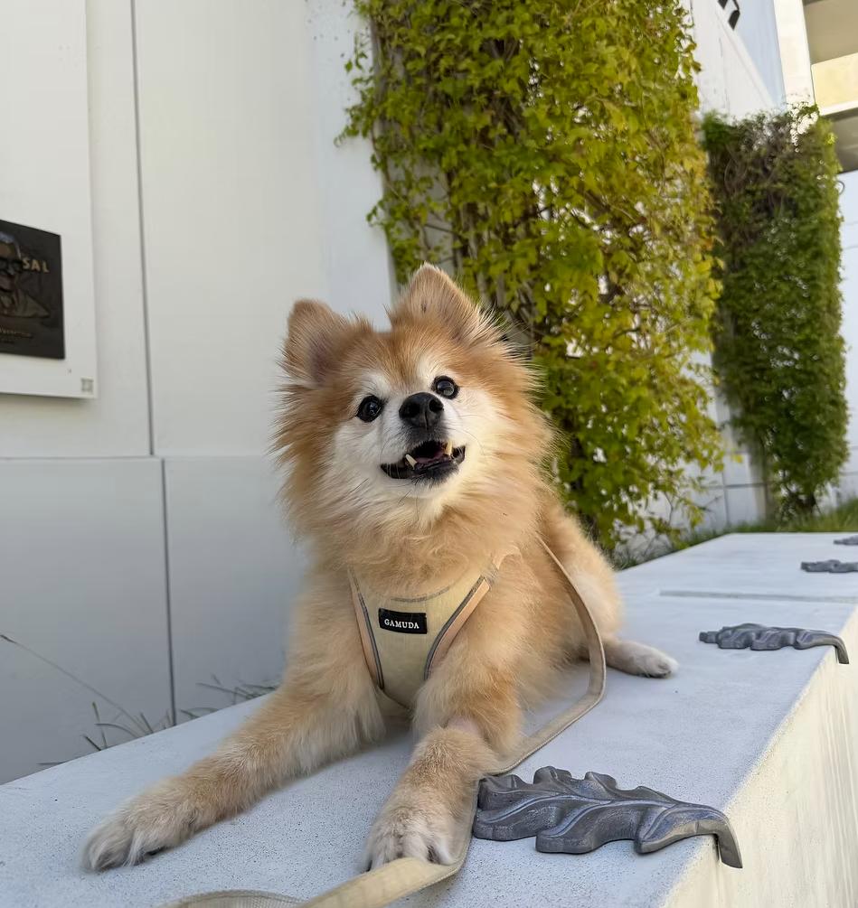 Enlarge Rodeo, a ADOPTABLE Pomeranian in Placentia, CA image 1/2