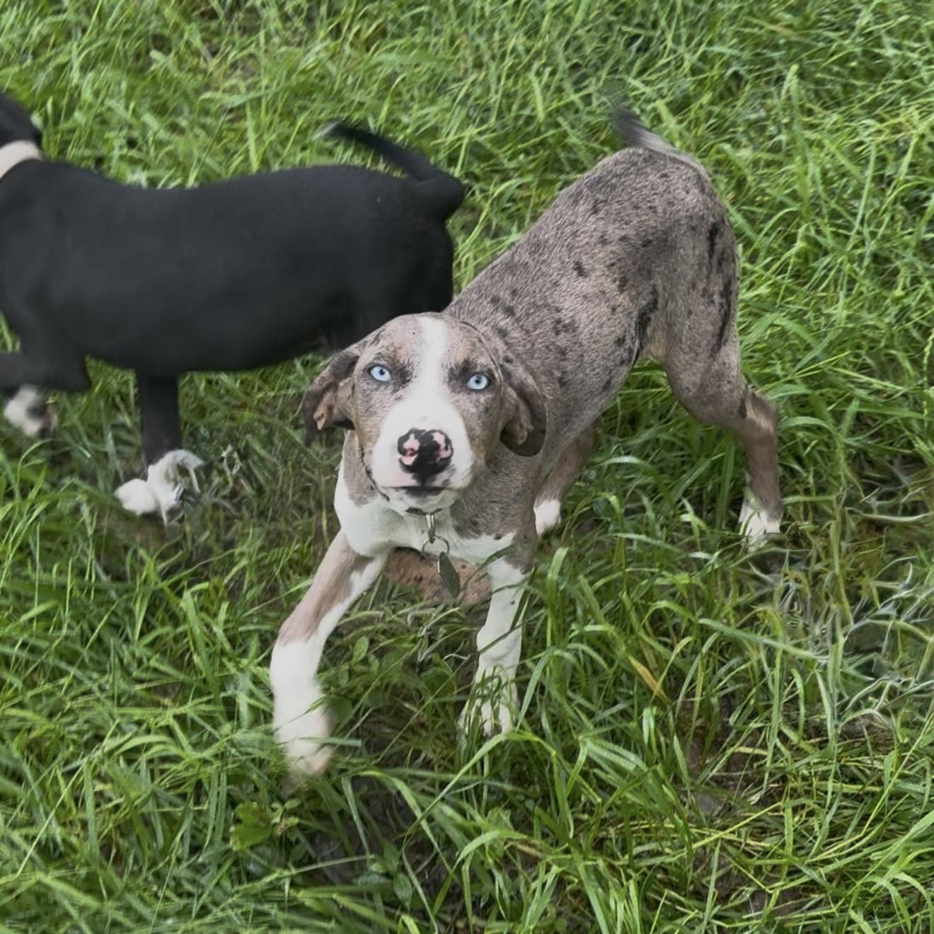 Rufus, a Adoptable mixed breed in Allentown, PA image 2/3
