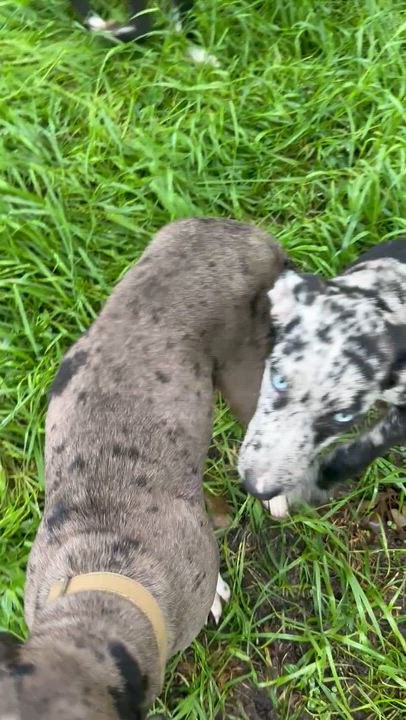 Enlarge Rufus, a Adoptable mixed breed in Allentown, PA video 3/3