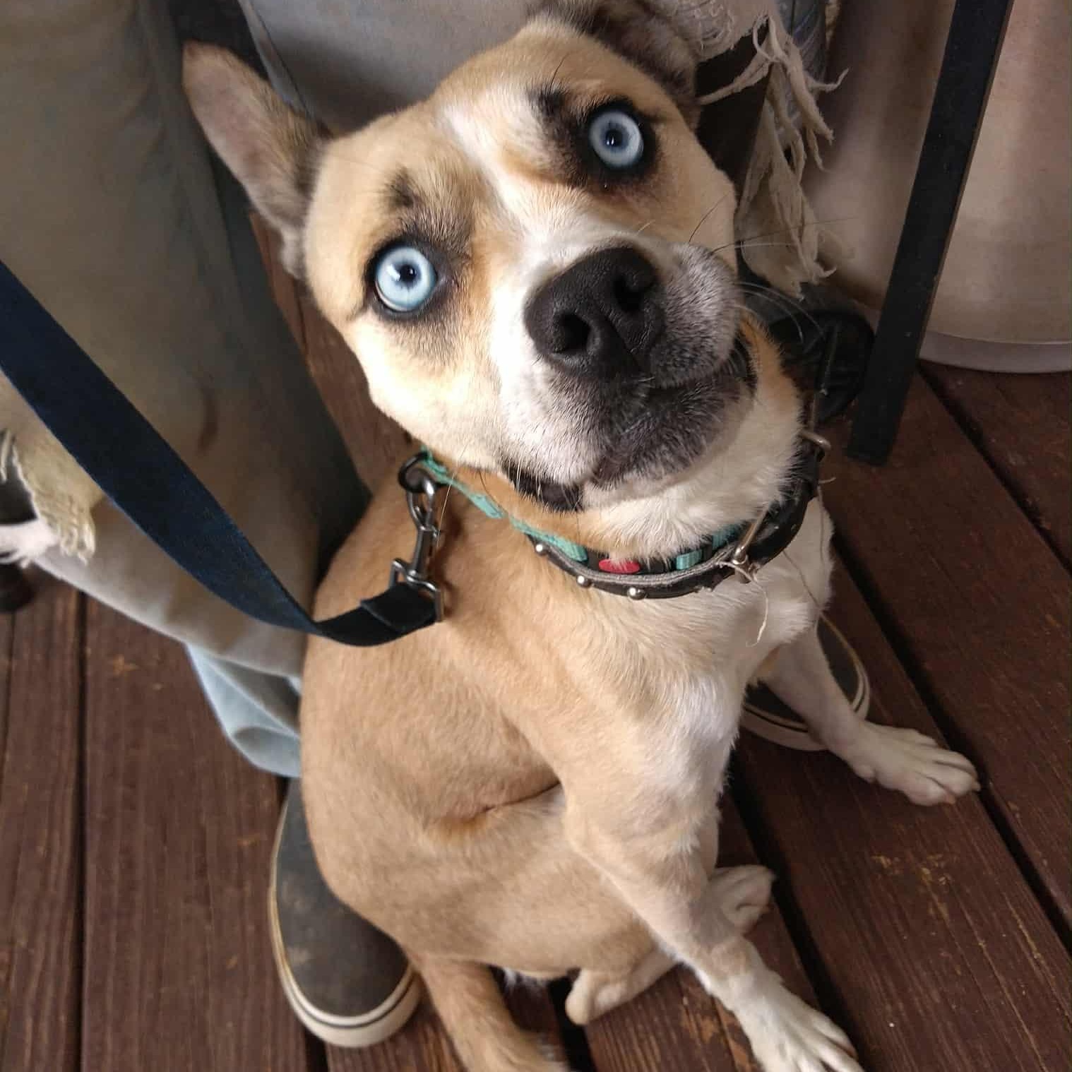 Taylor, a Adoptable mixed breed in Hopkinton, MA image 2/5