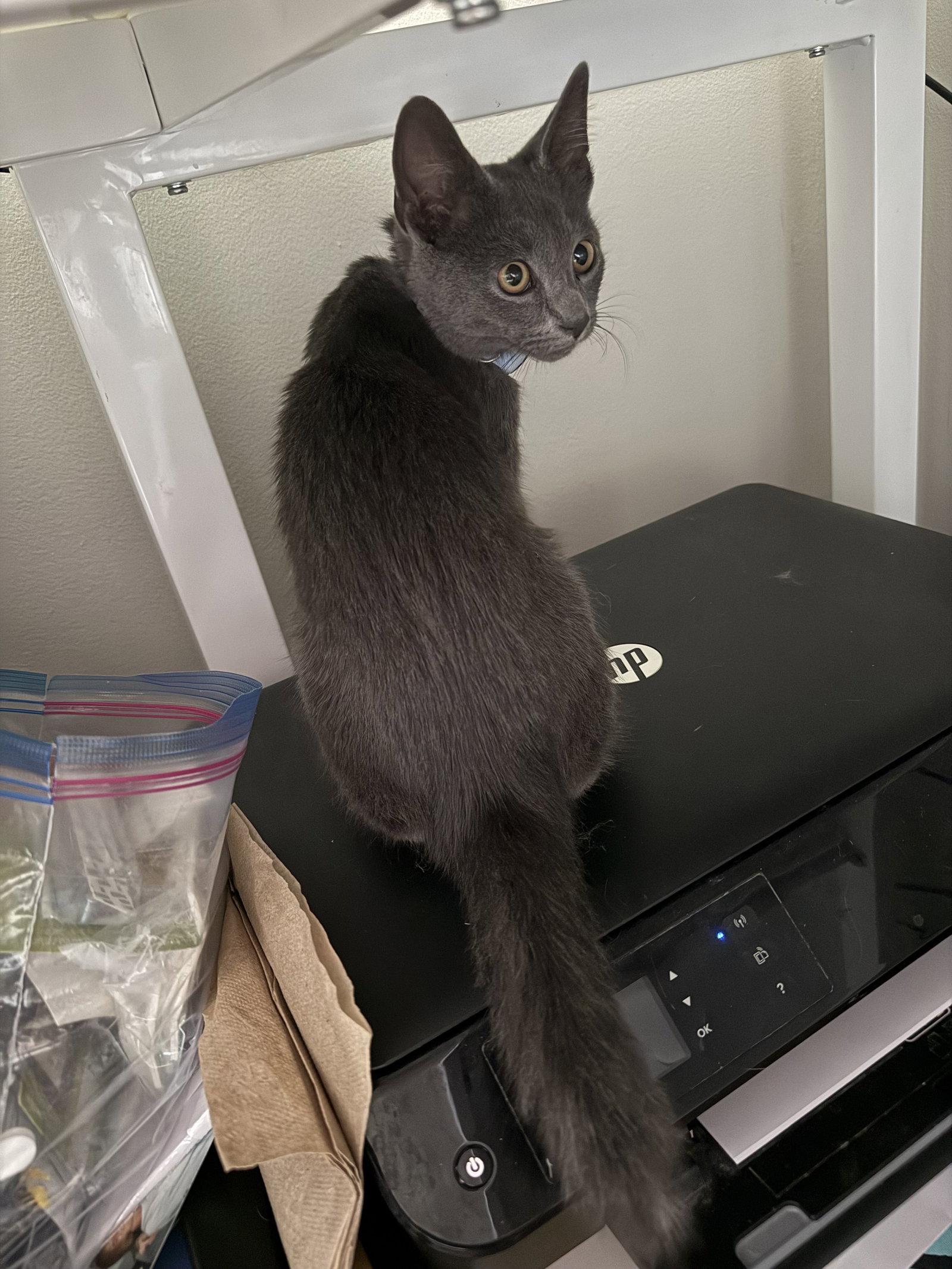 Argentum, Adoptable, Kitten Male Domestic Short Hair.