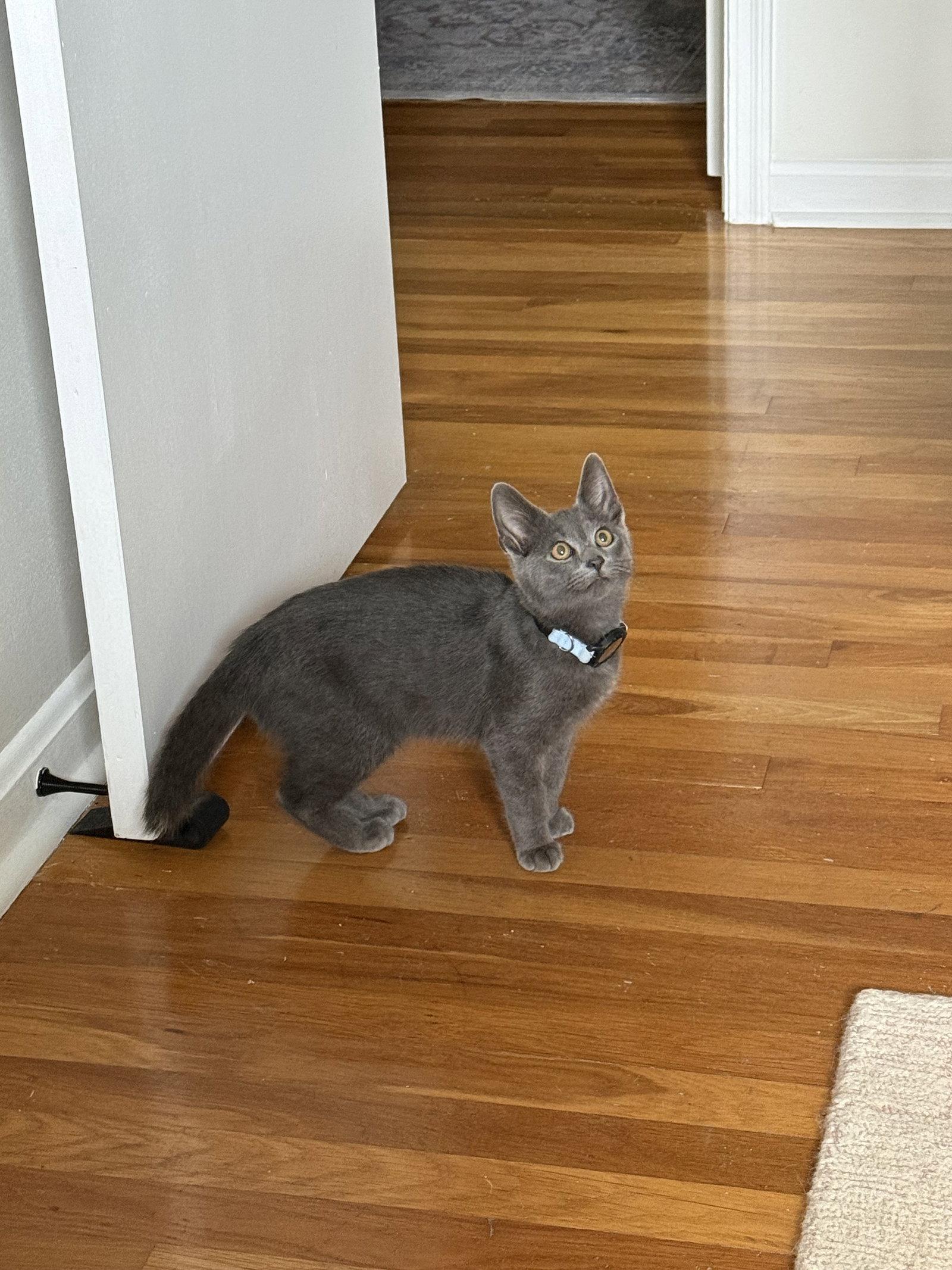 Enlarge Argentum, a Adoptable Domestic Short Hair in Newport, KY image 2/2