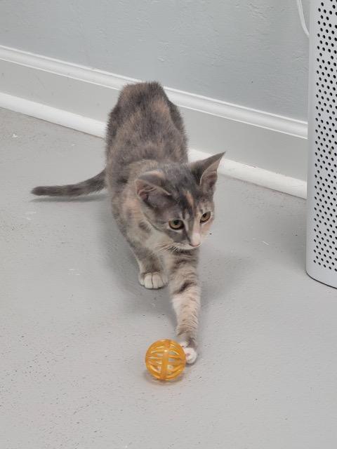 Enlarge Squash, a Adopted Domestic Short Hair in Williston, FL image 1/4
