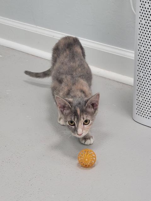 Enlarge Squash, a Adopted Domestic Short Hair in Williston, FL image 3/4