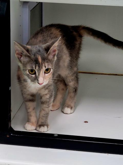 Enlarge Squash, a Adopted Domestic Short Hair in Williston, FL image 4/4