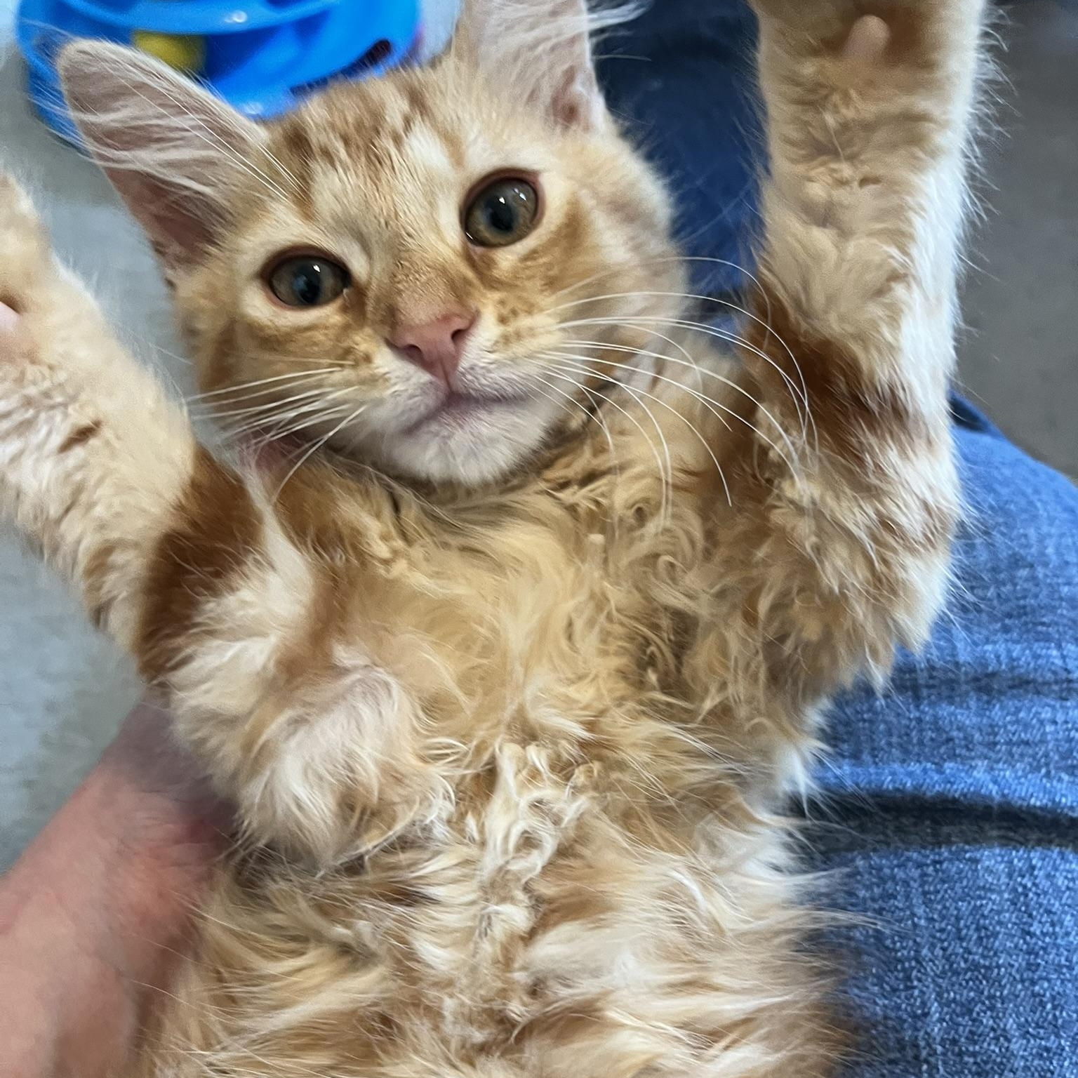 Enlarge Peter Pan, a Adopted Domestic Short Hair in Delta, OH image 6/6