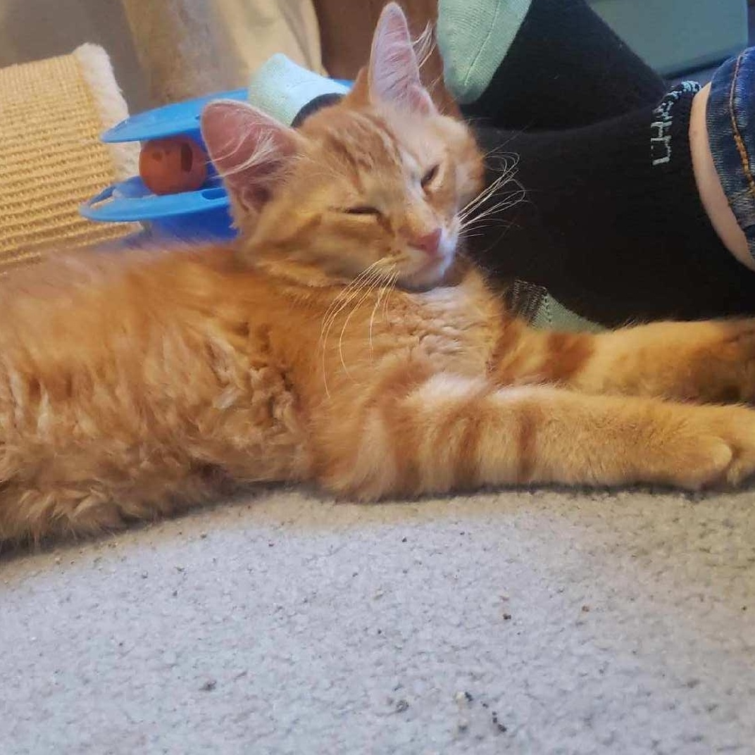 Enlarge Peter Pan, a Adopted Domestic Short Hair in Delta, OH image 3/6