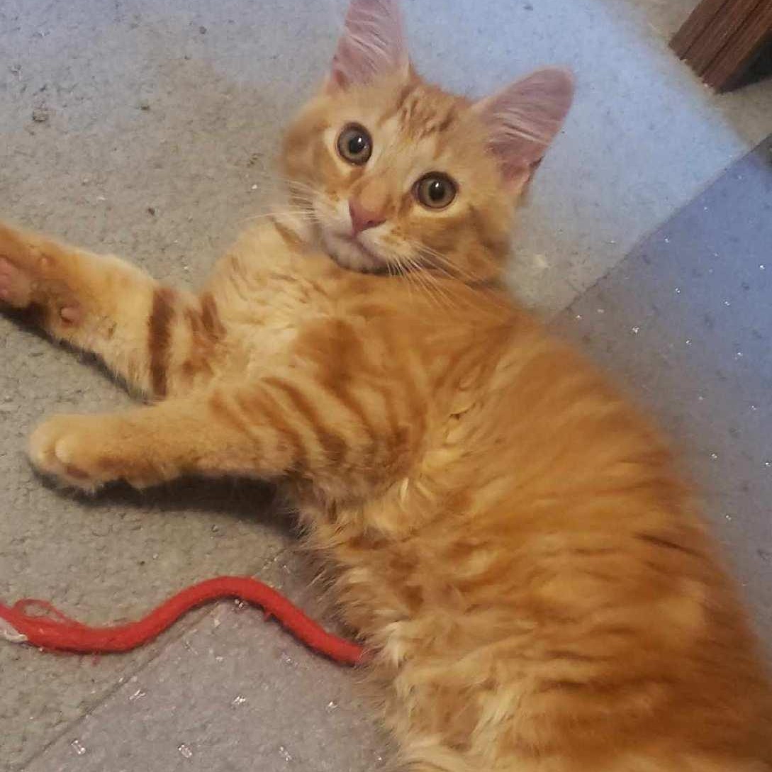 Peter Pan, Adopted, Kitten Male Domestic Short Hair.