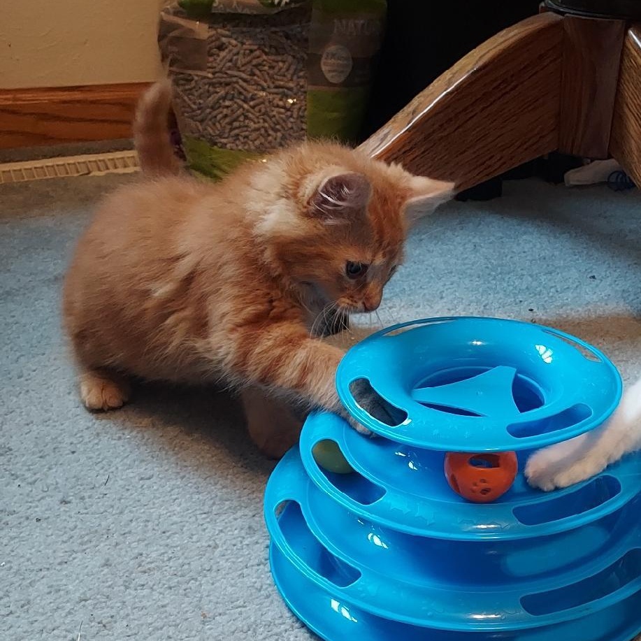 Enlarge Peter Pan, a Adopted Domestic Short Hair in Delta, OH image 4/6