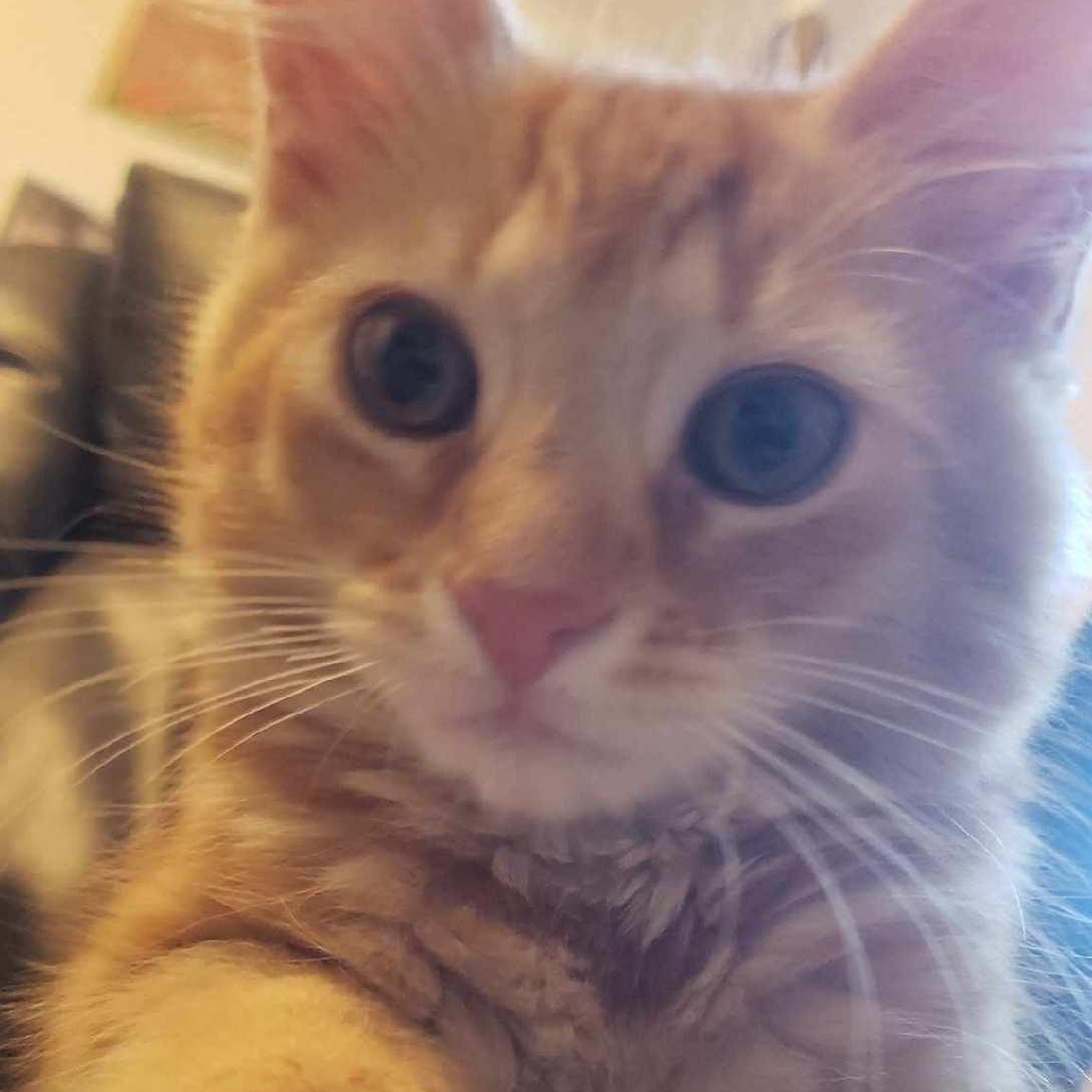 Enlarge Peter Pan, a Adopted Domestic Short Hair in Delta, OH image 2/6