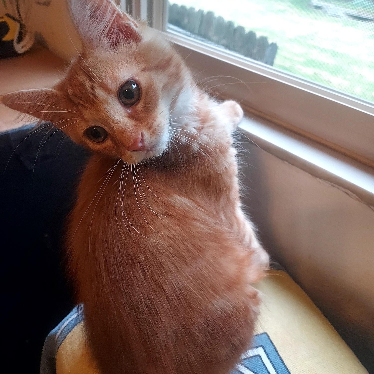 Enlarge Peter Pan, a Adopted Domestic Short Hair in Delta, OH image 5/6