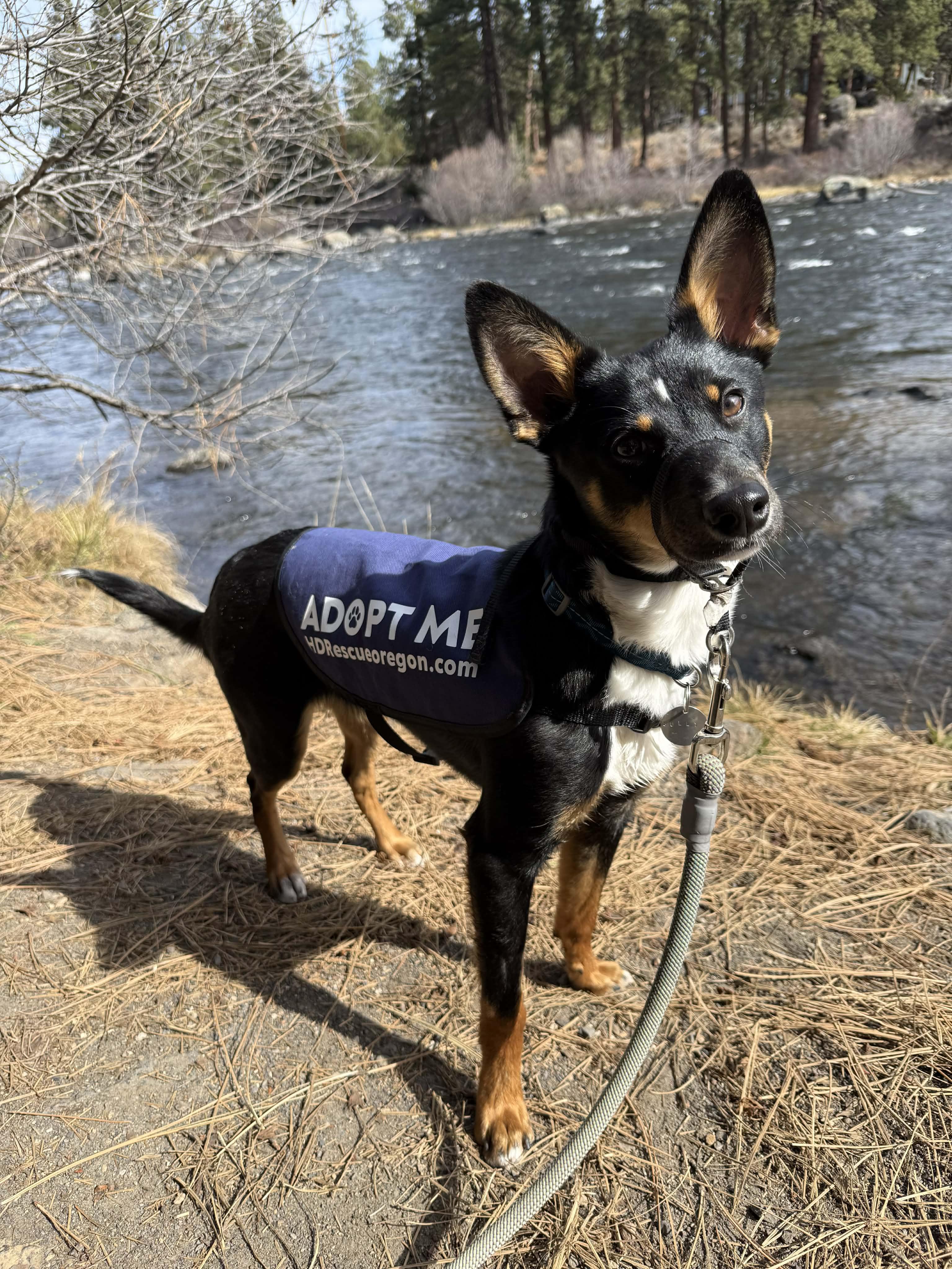 Sully, an adopted mixed breed in Bend, OR image 1/4