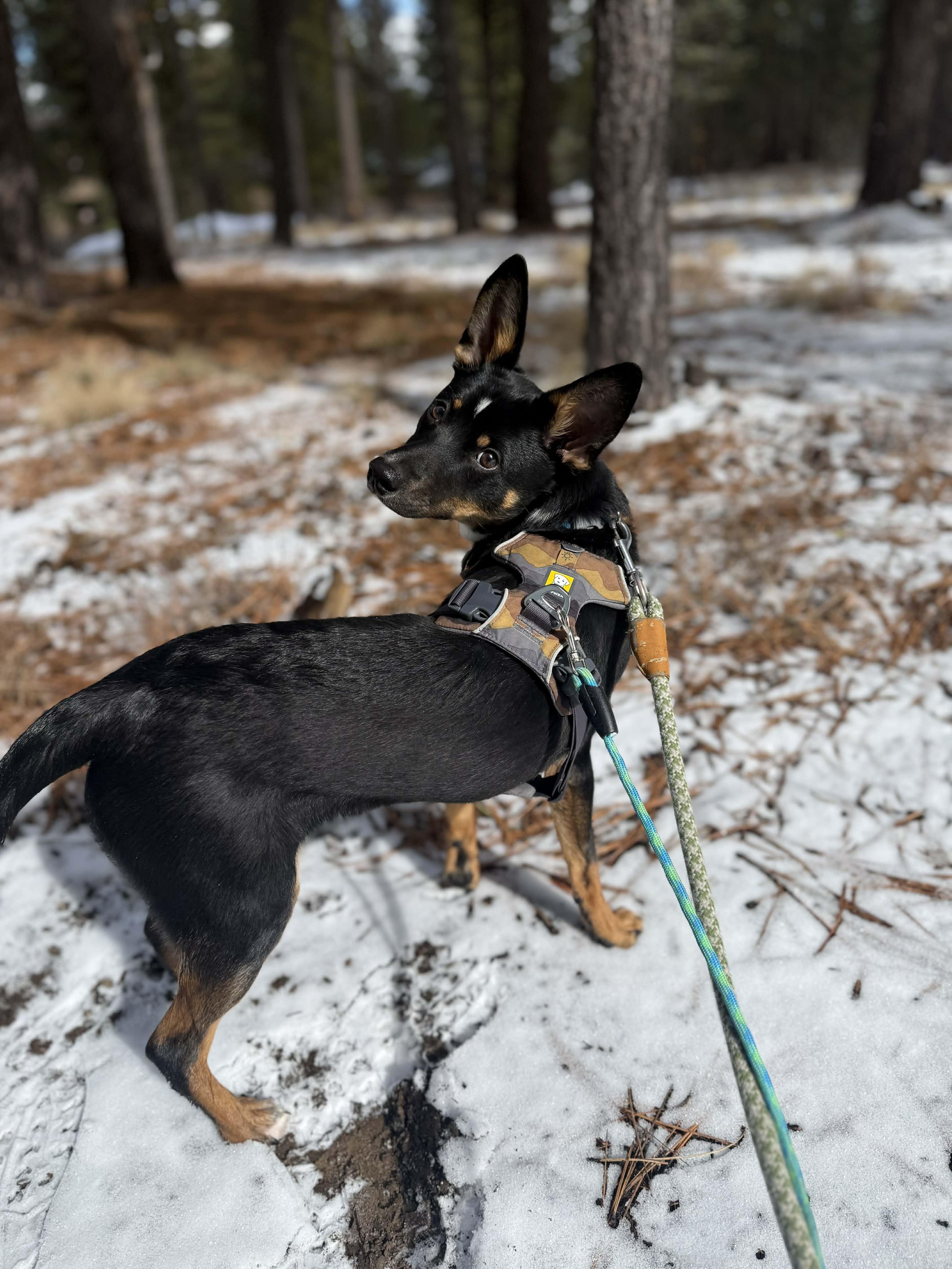 Enlarge Sully, a ADOPTABLE mixed breed in Bend, OR image 2/3
