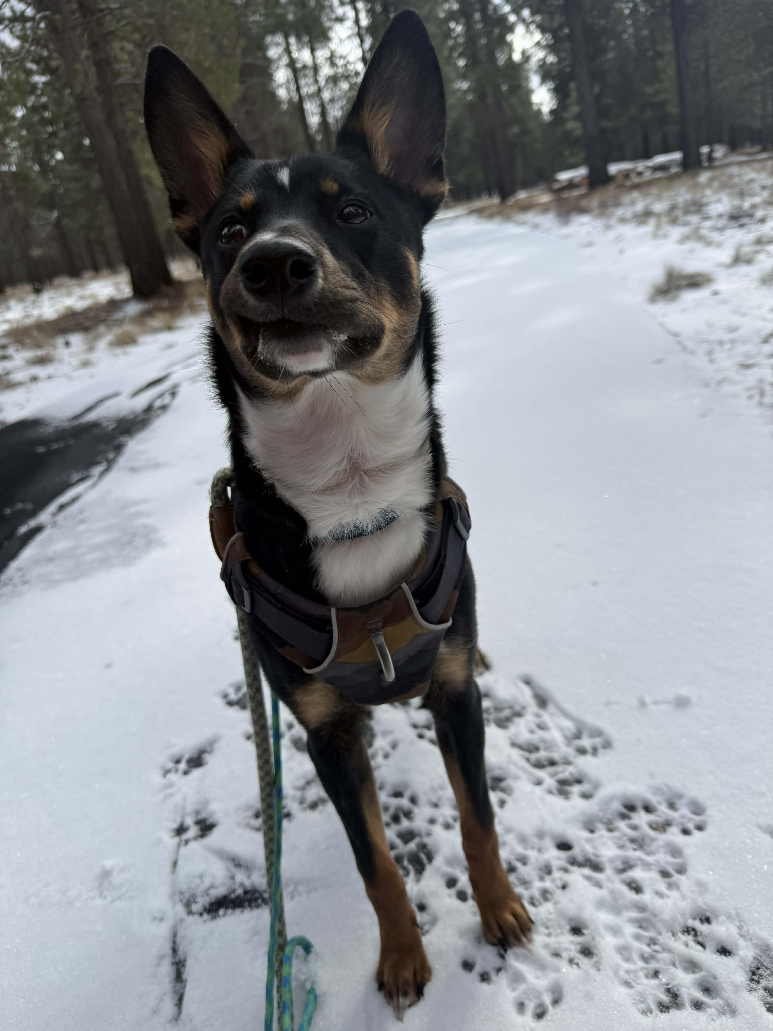 Enlarge Sully, a ADOPTABLE mixed breed in Bend, OR image 3/3