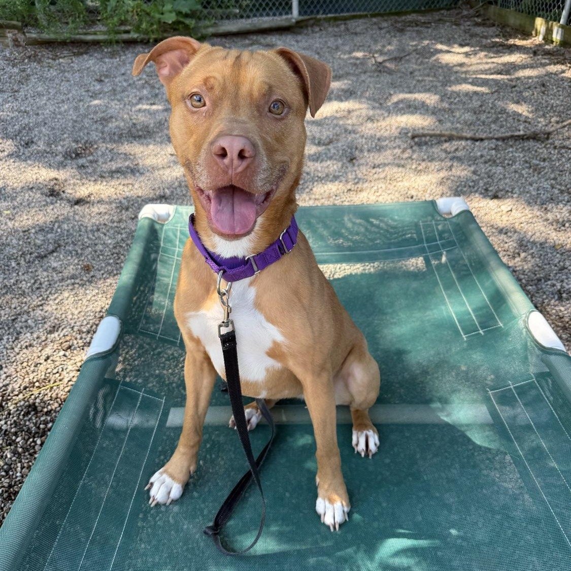 Enlarge Darla, a Adoptable Mixed Breed in Adrian, MI image 3/4