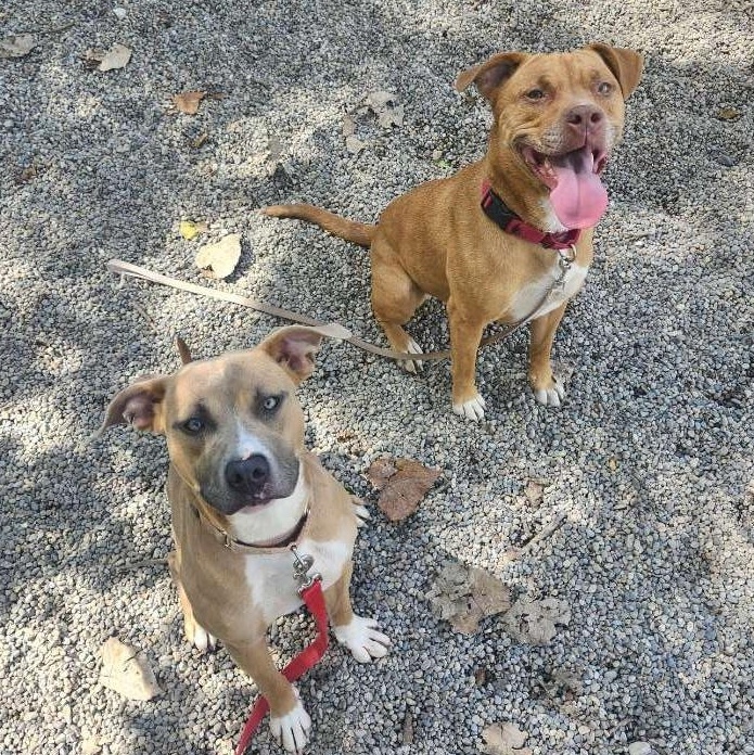 Enlarge Darla, a Adoptable Mixed Breed in Adrian, MI image 4/4