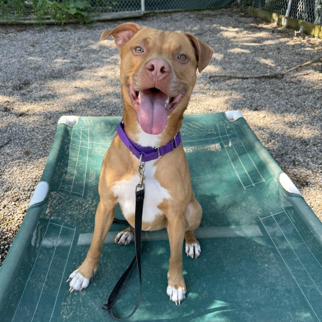 Darla, Adoptable, Adult Female Mixed Breed.