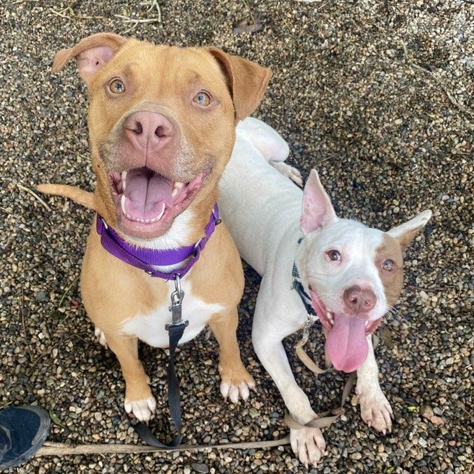 Enlarge Darla, a Adoptable Mixed Breed in Adrian, MI image 2/4