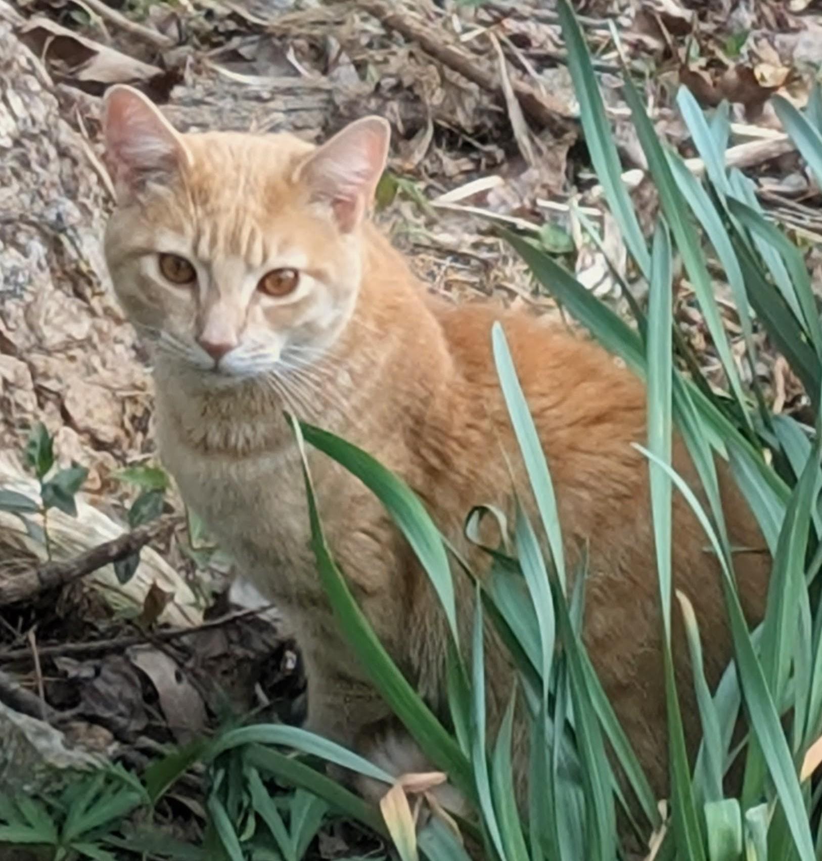 Cashew, an adopted American Shorthair in Piney Flats, TN image 2/4