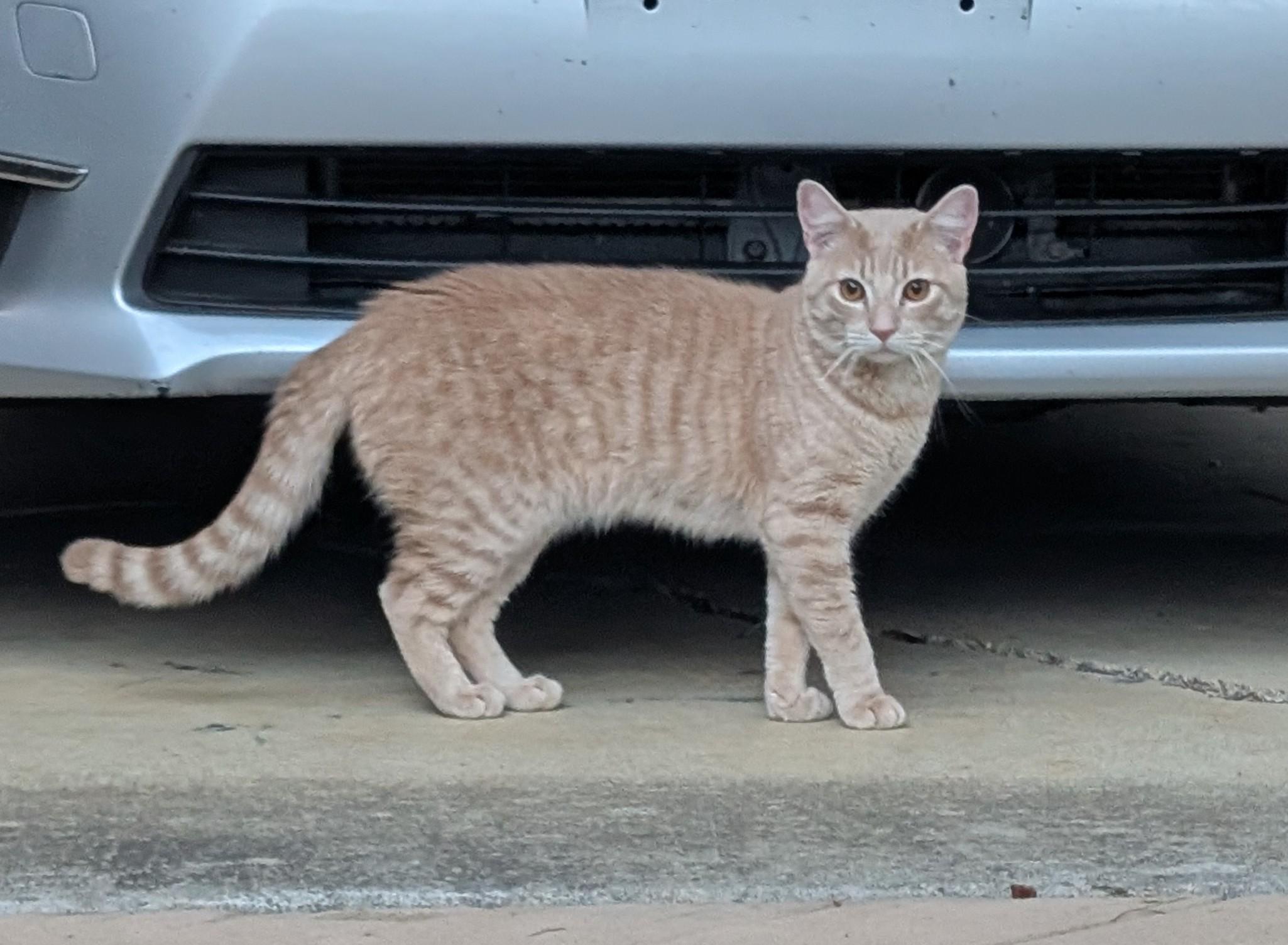 Cashew, adopted, Young Male American Shorthair.