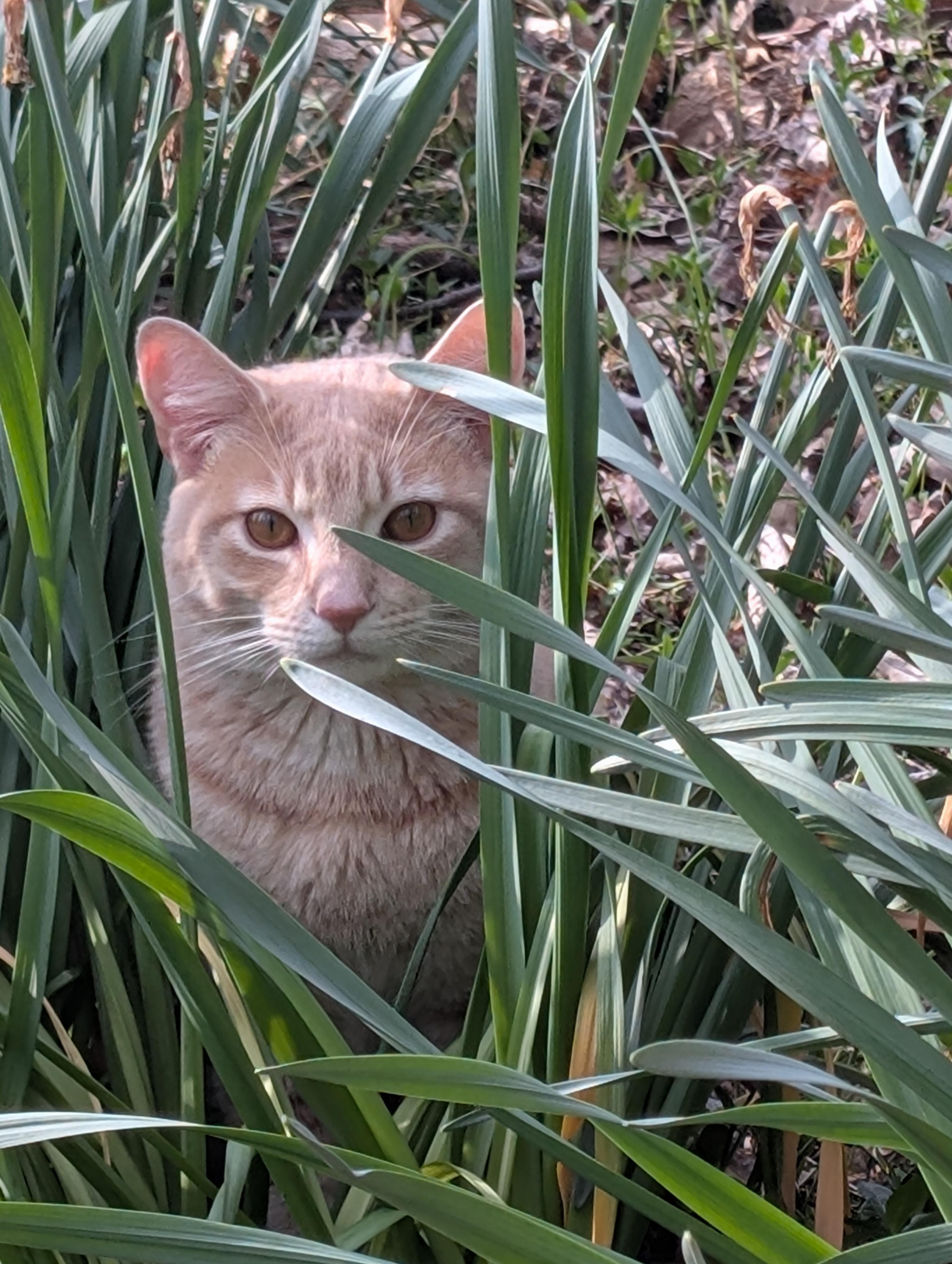 Cashew, an adopted American Shorthair in Piney Flats, TN image 4/4