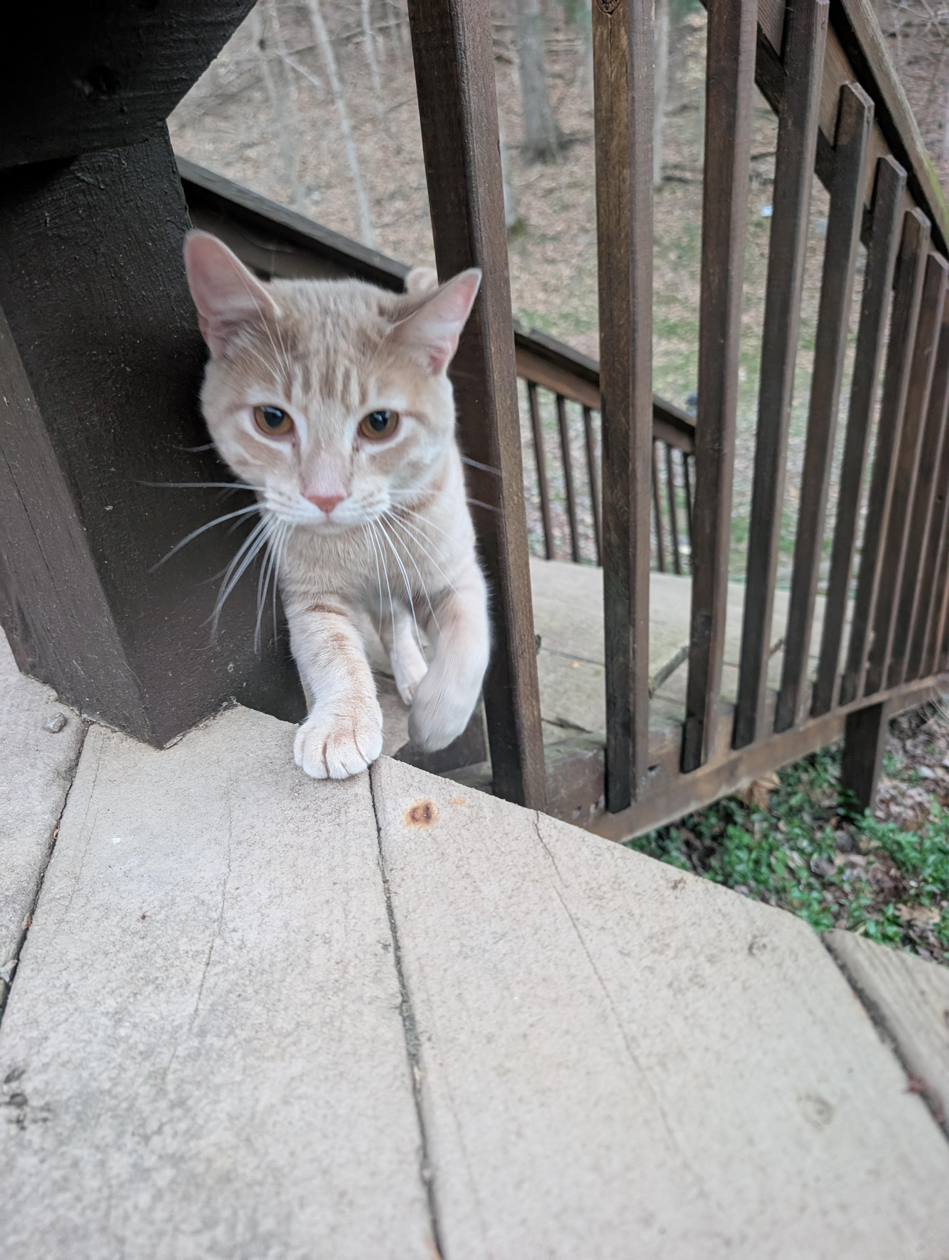 Cashew, an adopted American Shorthair in Piney Flats, TN image 3/4