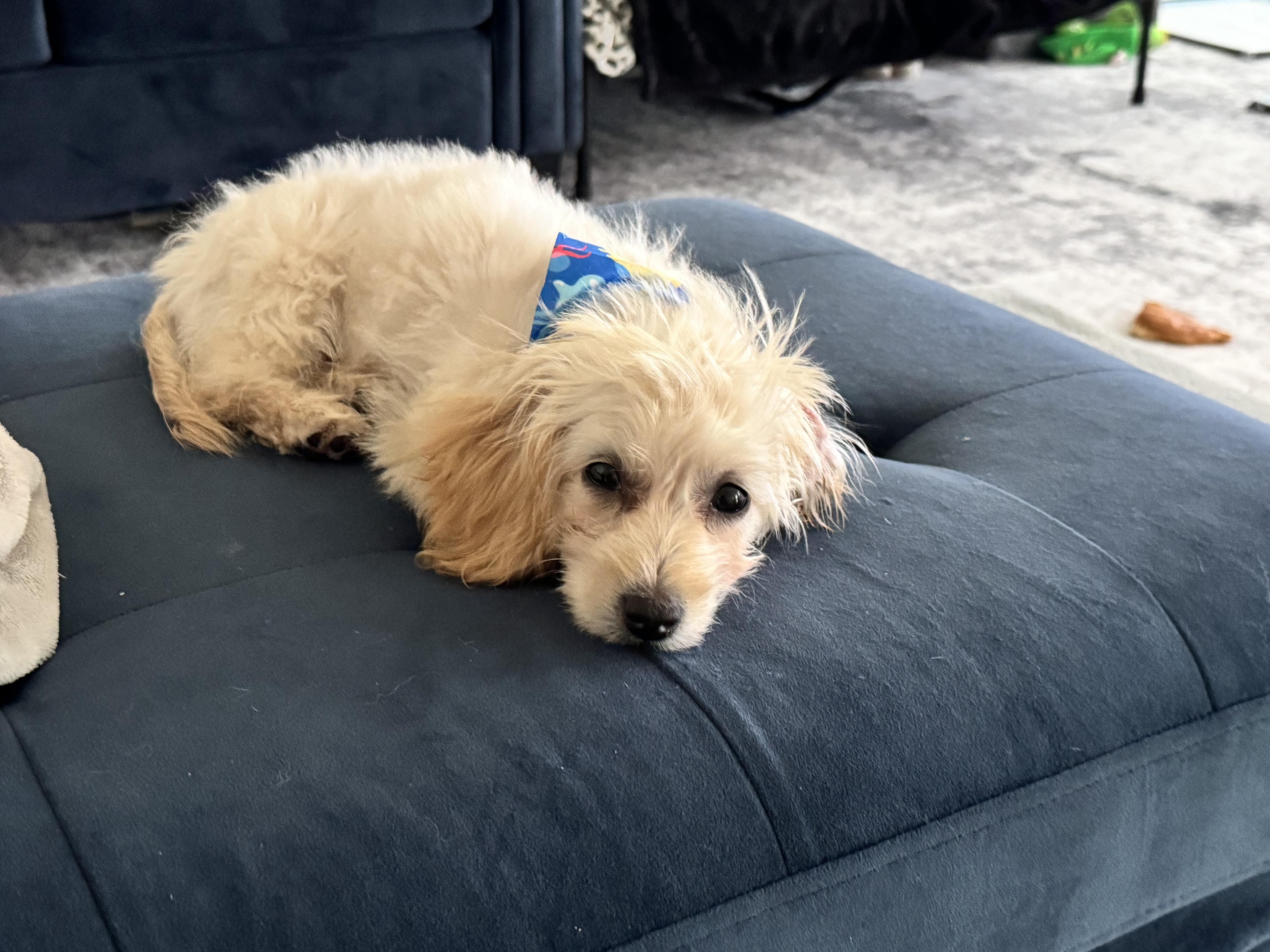 Enlarge Cloud, an adopted mixed breed in Millsboro, DE image 1/6