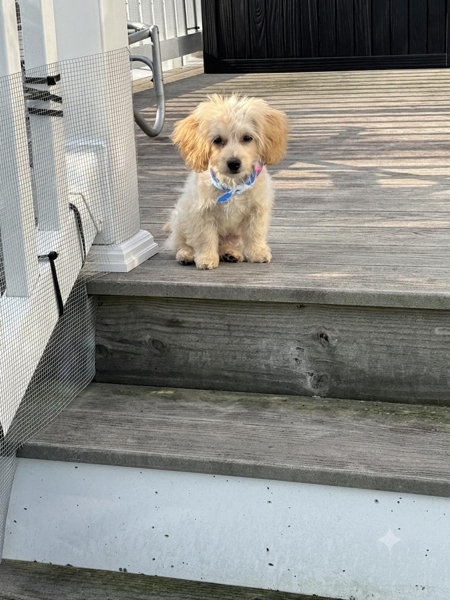 Enlarge Cloud, an adopted mixed breed in Millsboro, DE image 6/6