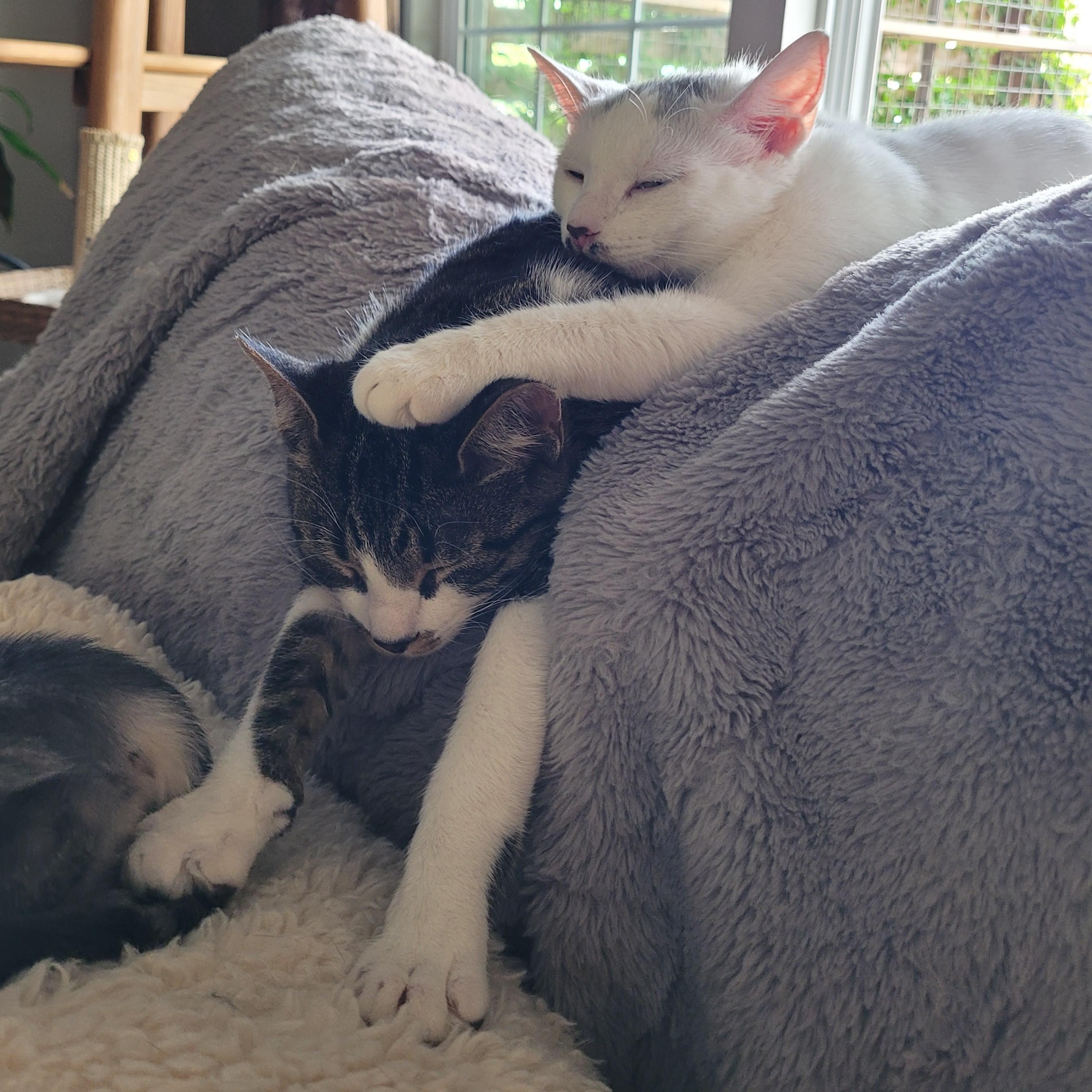 Flurry & SnowCap, a Adoptable Domestic Short Hair in Whitestown, IN image 1/6