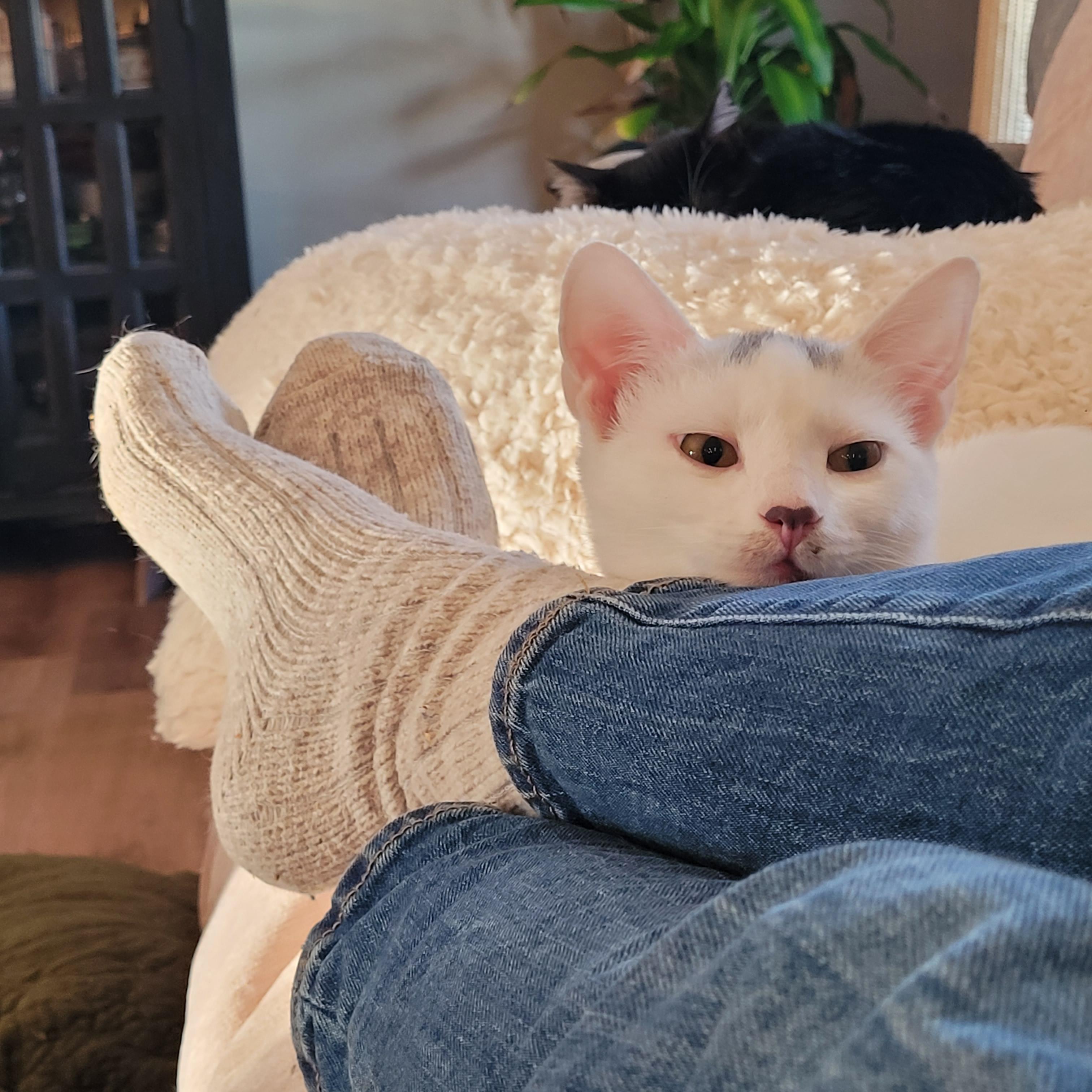 Flurry & SnowCap, Adoptable, Young Male Domestic Short Hair.