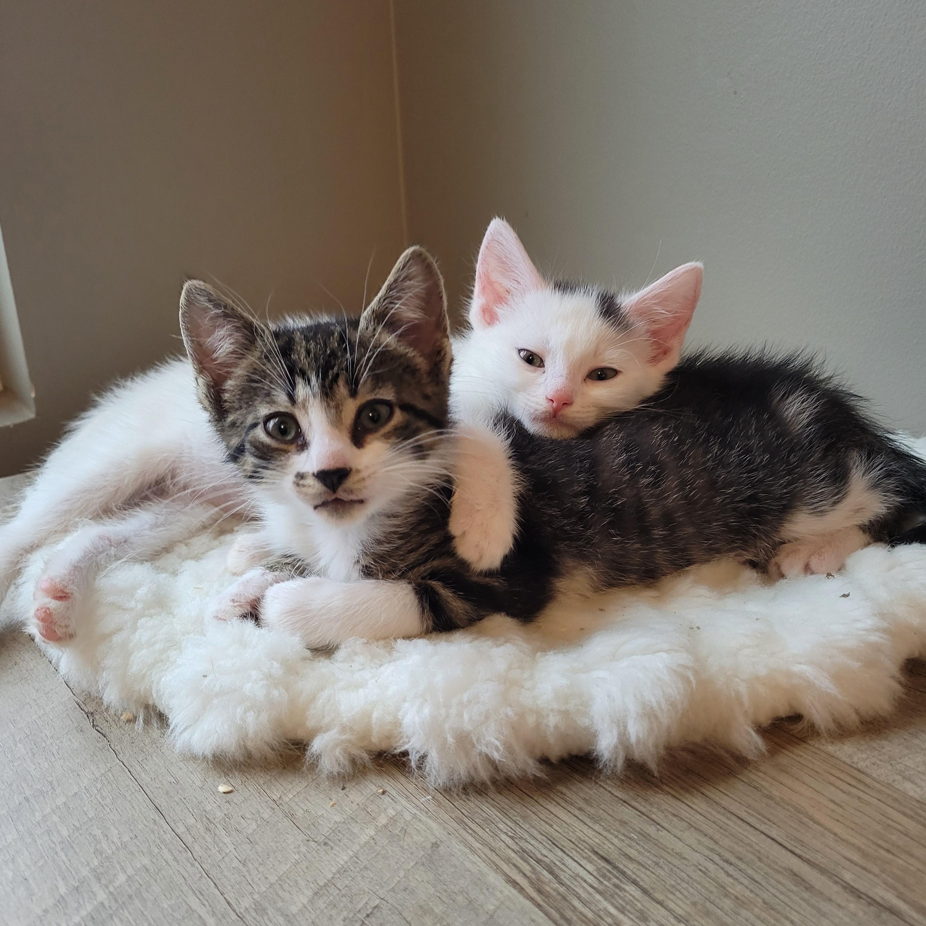 Flurry & SnowCap, a Adoptable Domestic Short Hair in Whitestown, IN image 4/6