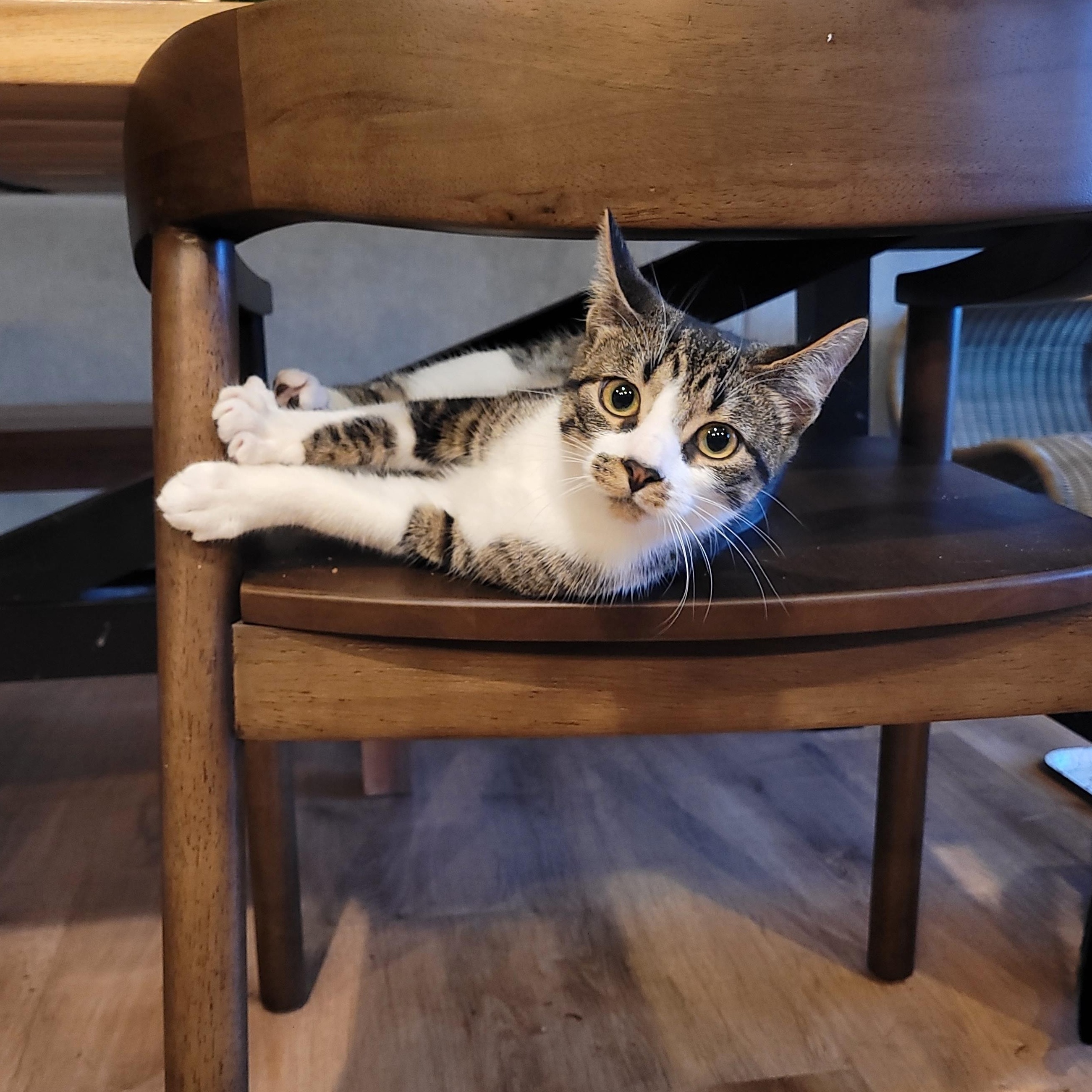 Flurry & SnowCap, a Adoptable Domestic Short Hair in Whitestown, IN image 5/6