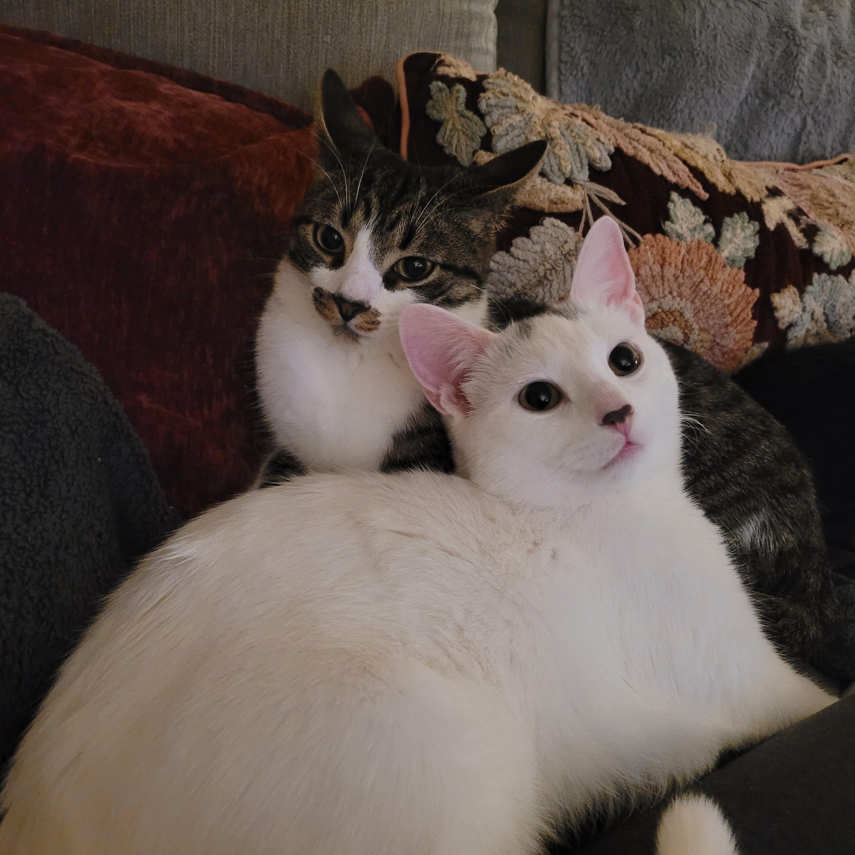 Flurry & SnowCap, a Adoptable Domestic Short Hair in Whitestown, IN image 2/6